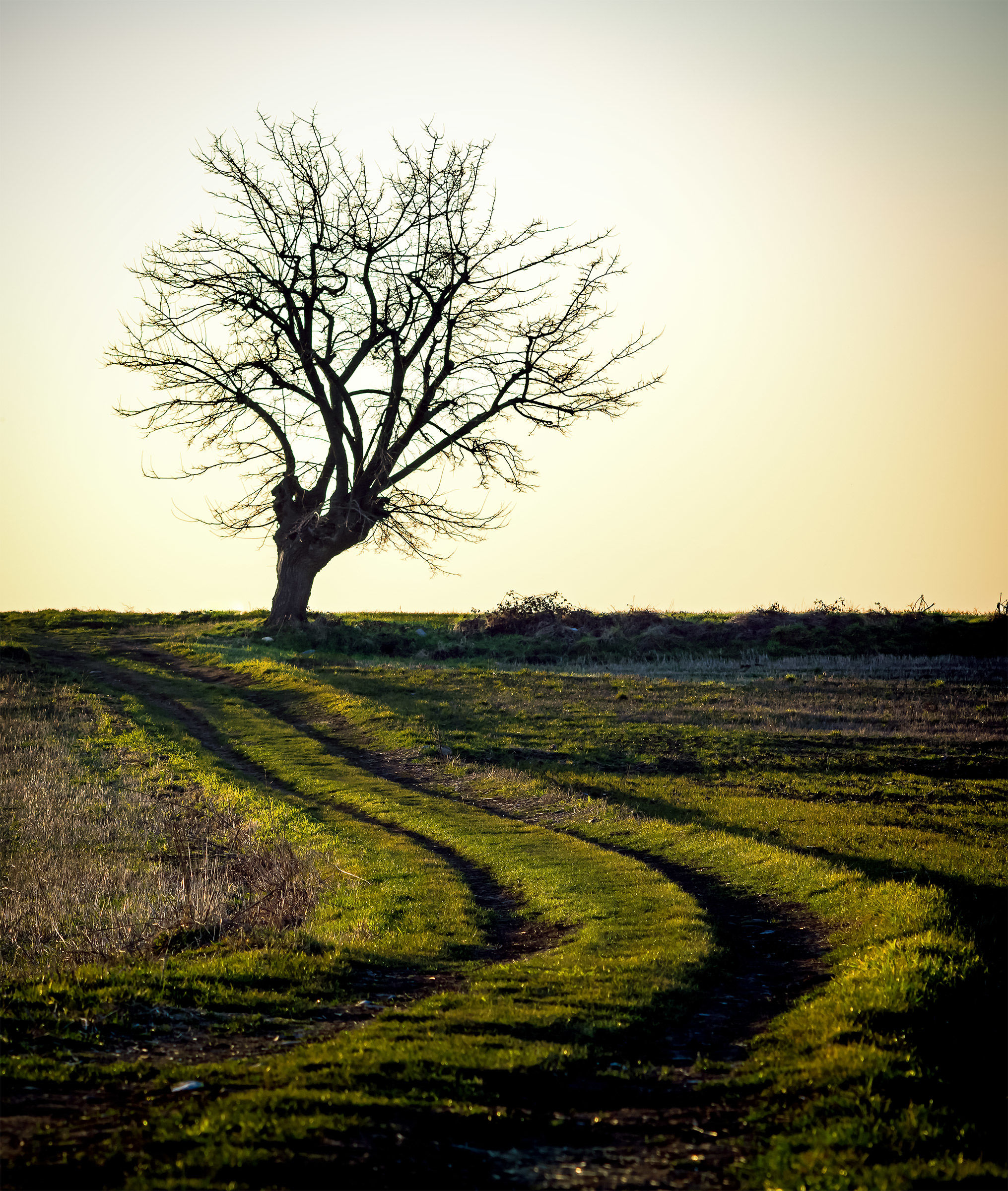 Laurelin, Winter 2017