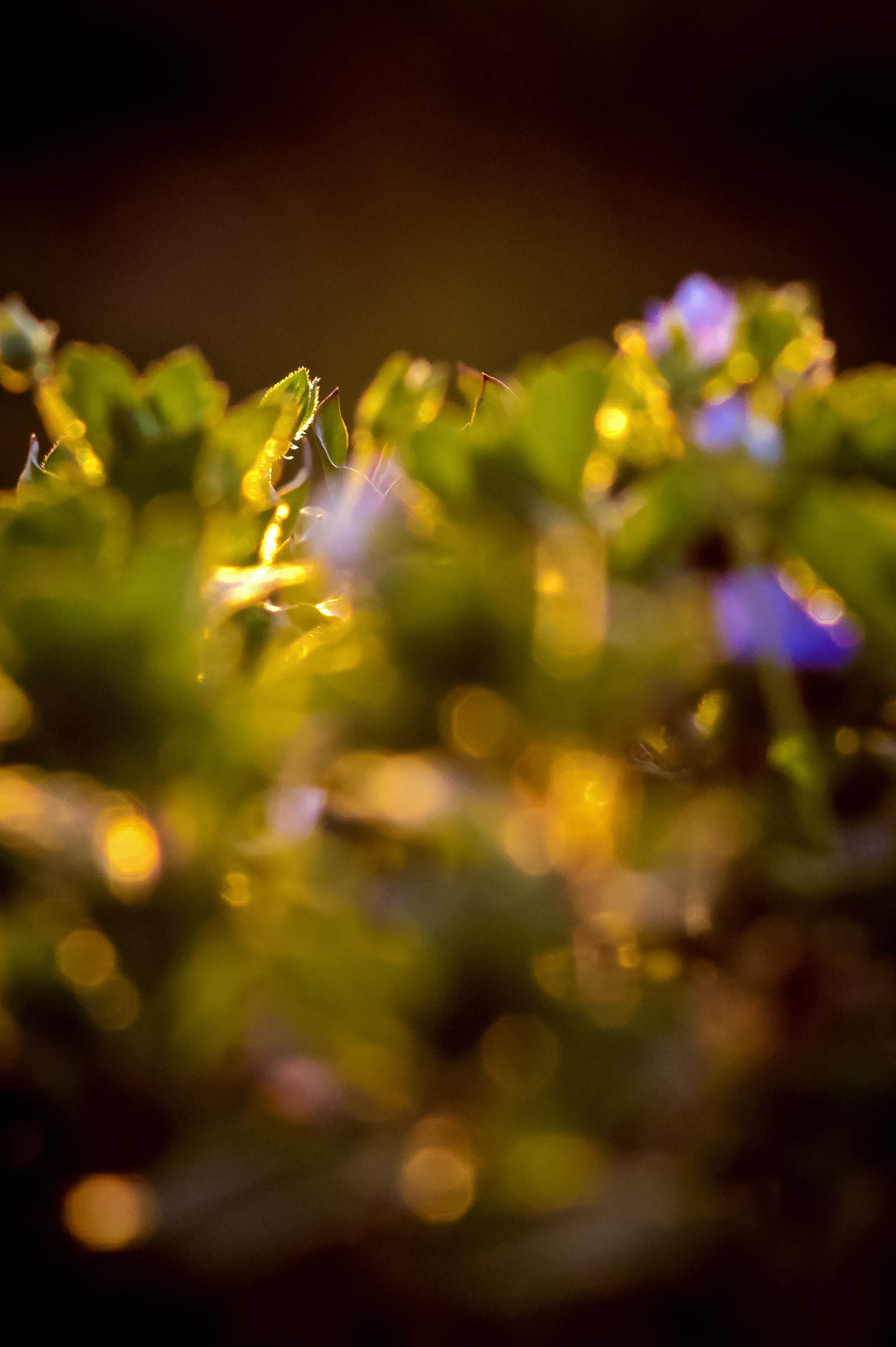 Flowering Molgora 2017, in preparation