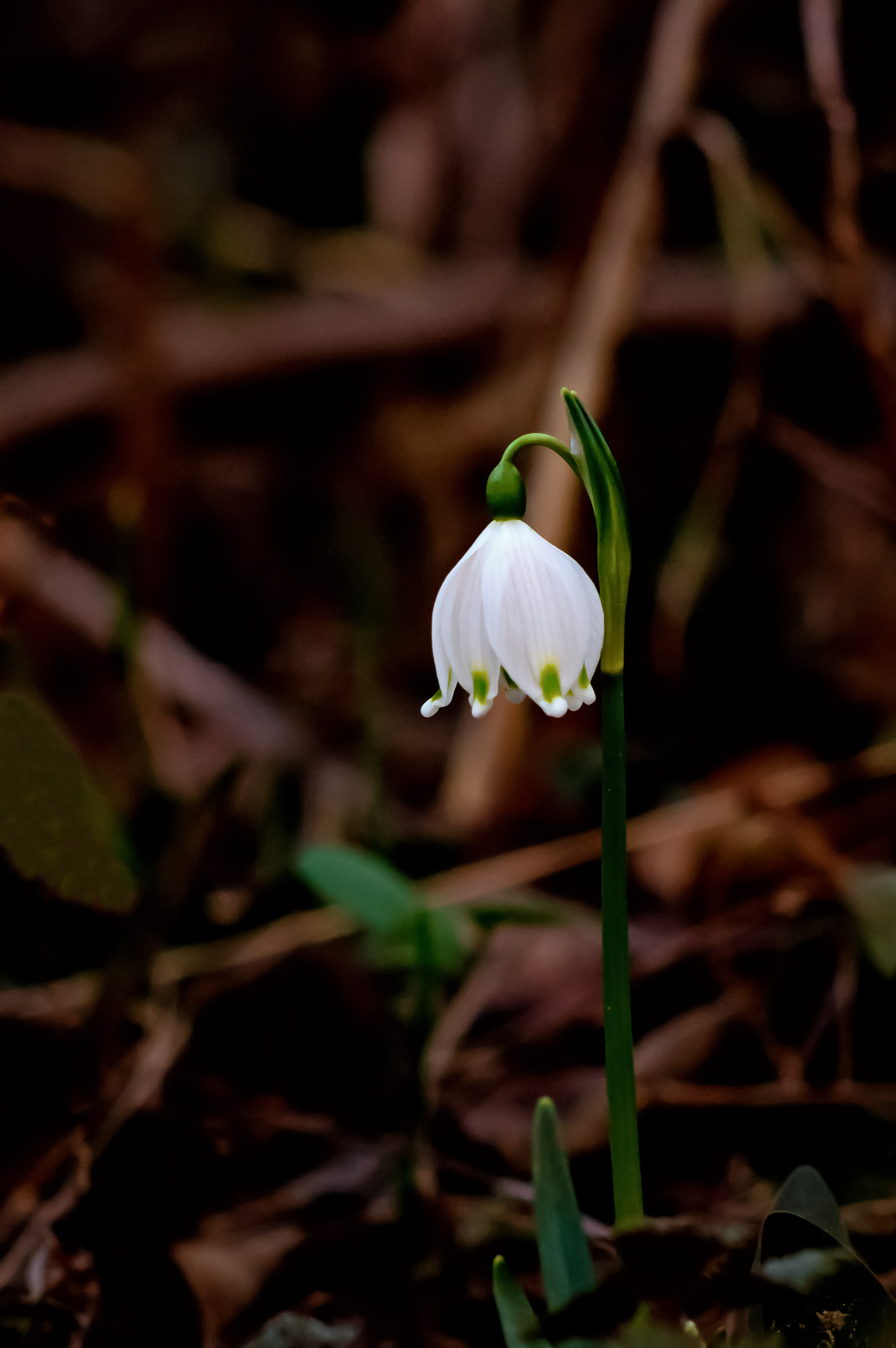 The bluebells are among the first to sprout