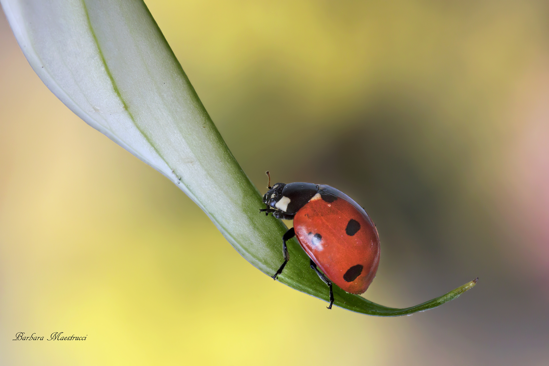 A bit 'of sun and it is spring ...