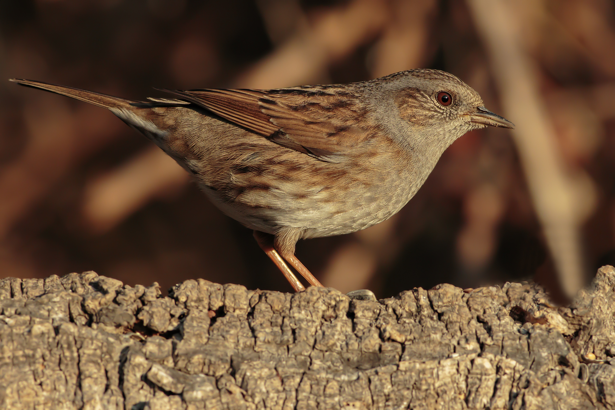 Dunnock