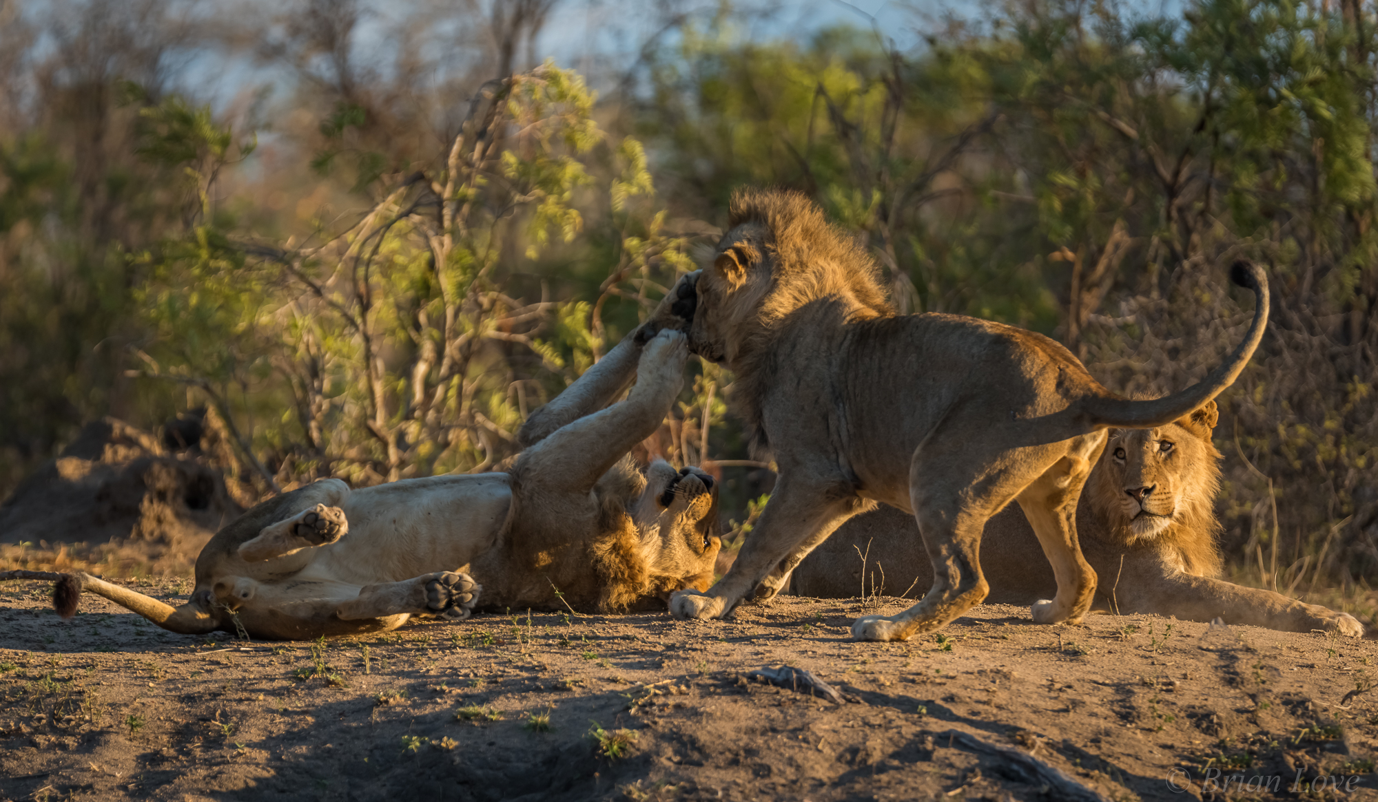 A Slap In The Face While Third Brother Watches