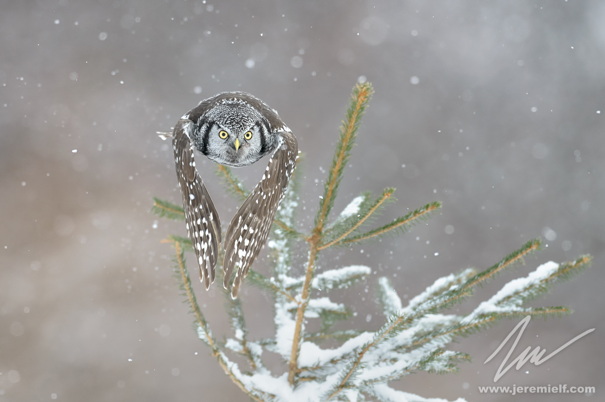 In the snow, I'm taking off!