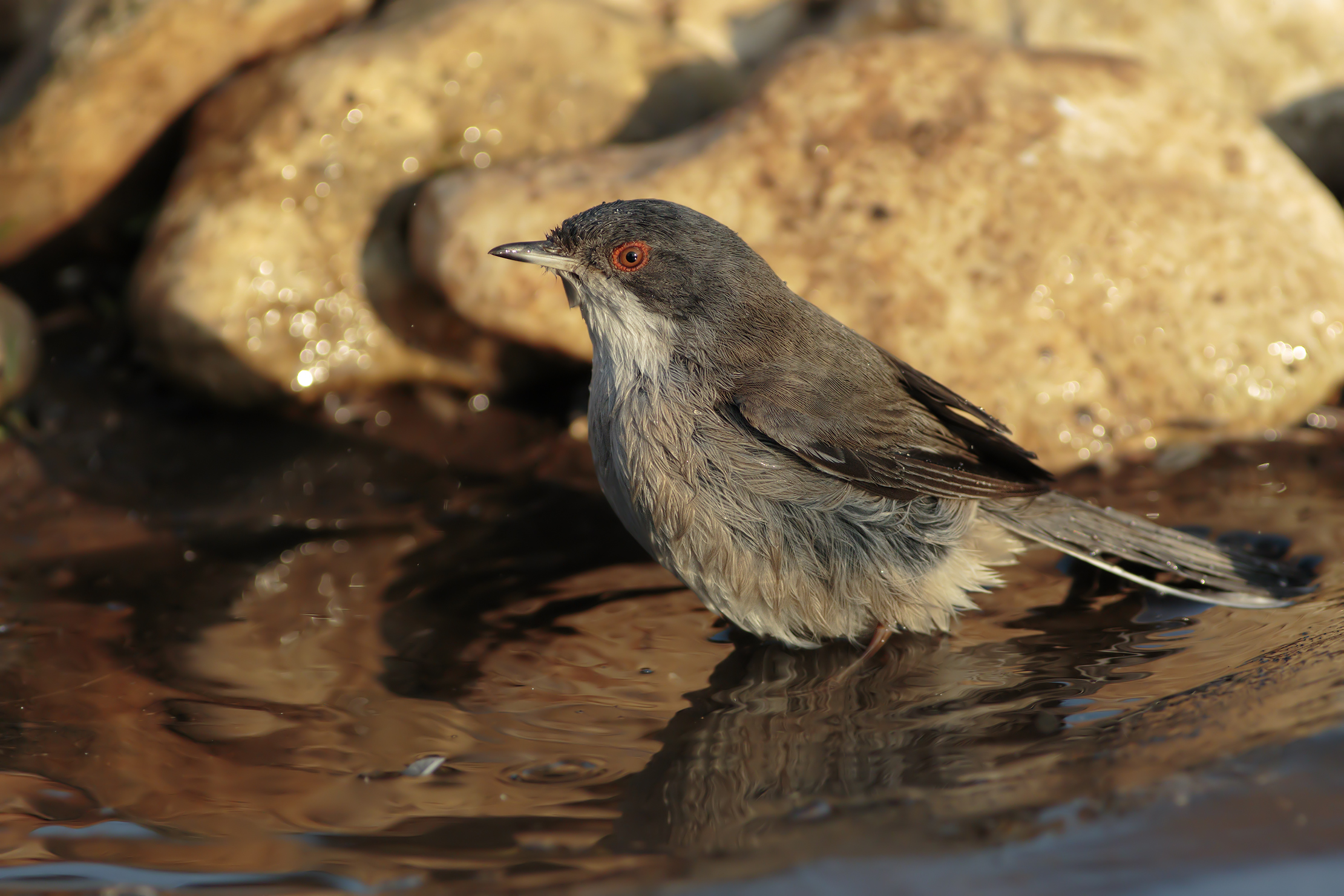 Female warbler to the bathroom