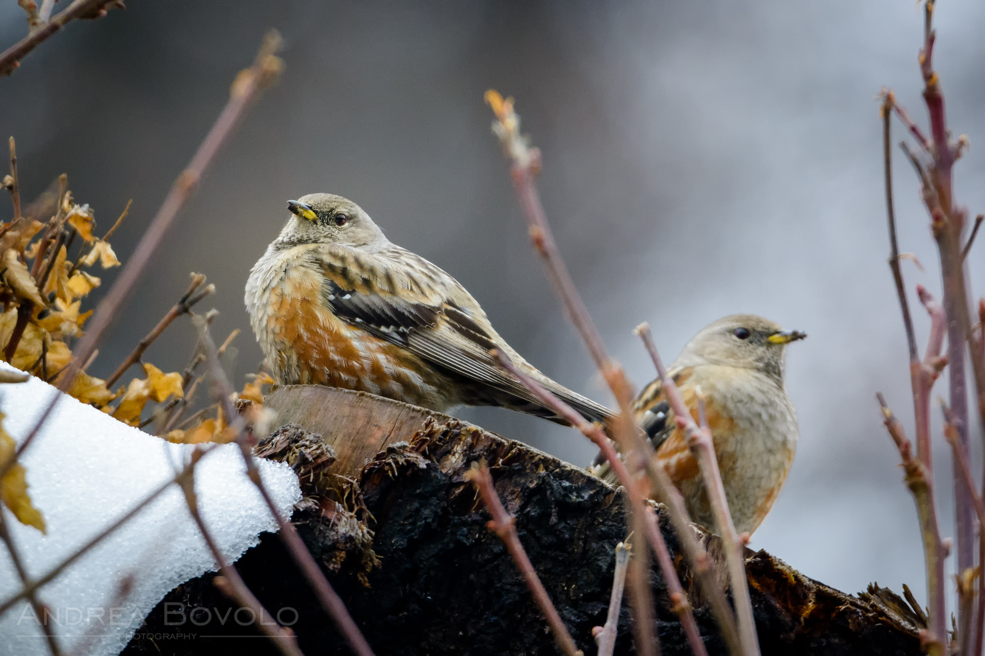 Alpine accentor (Prunella collaris)