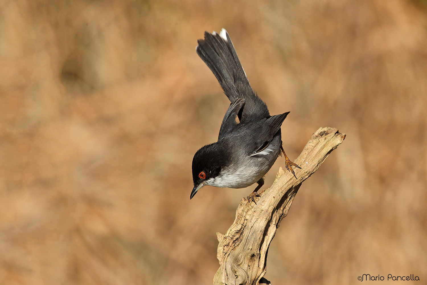 Occhiocotto maschio