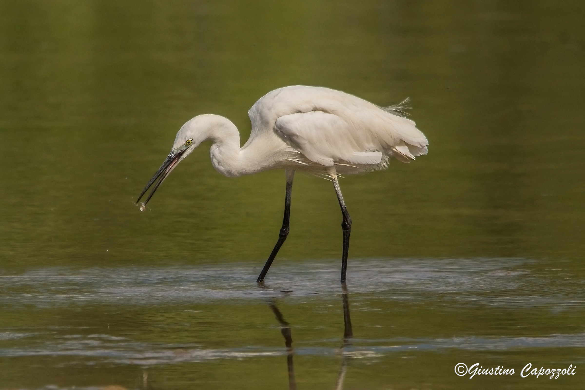 egret hunting