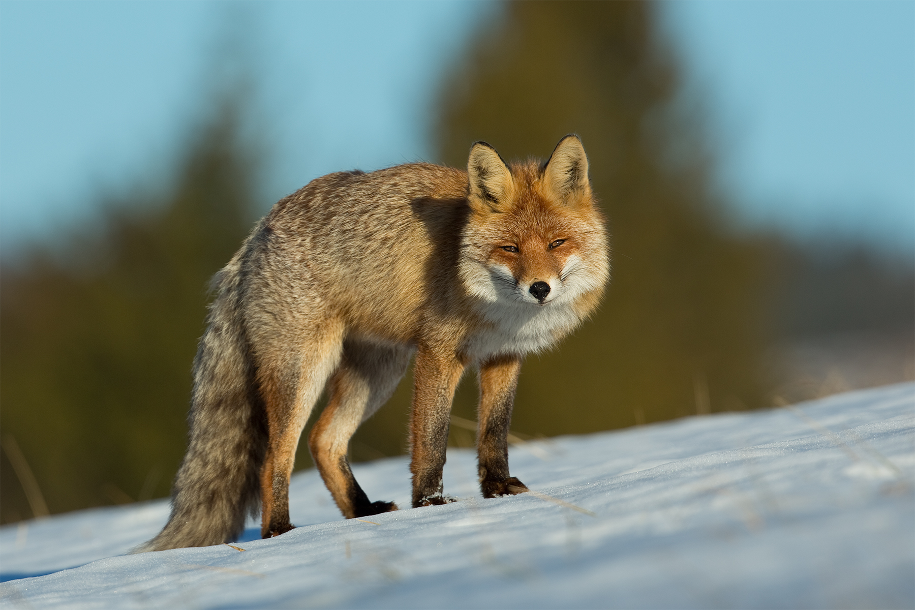 Vulpes vulpes (Red Fox)