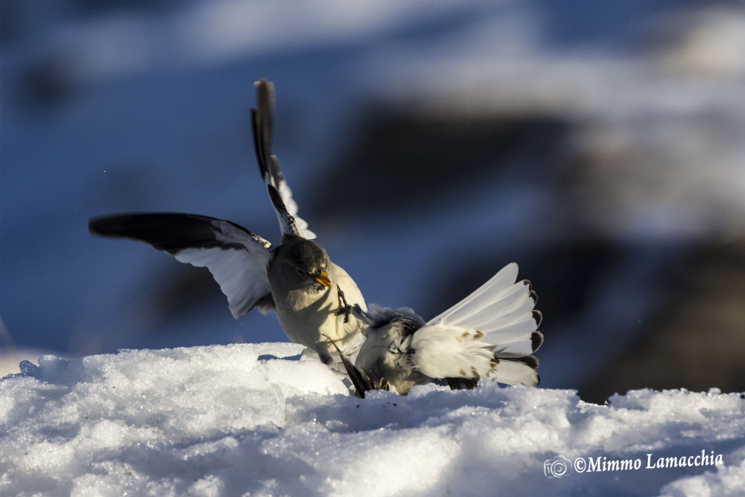 Baruffe tra Fringuelli alpini