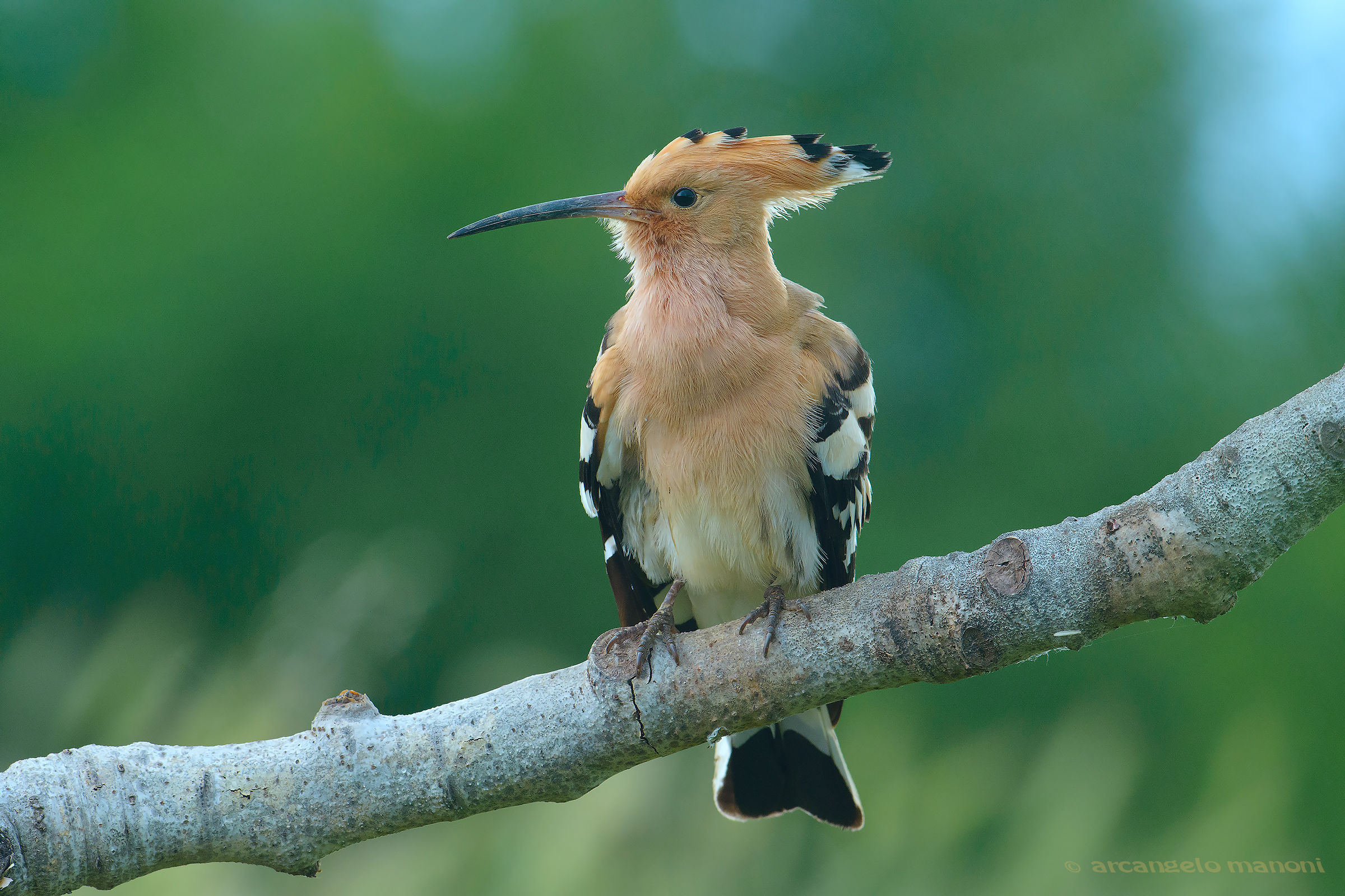 Luci del mattino sull'upupa