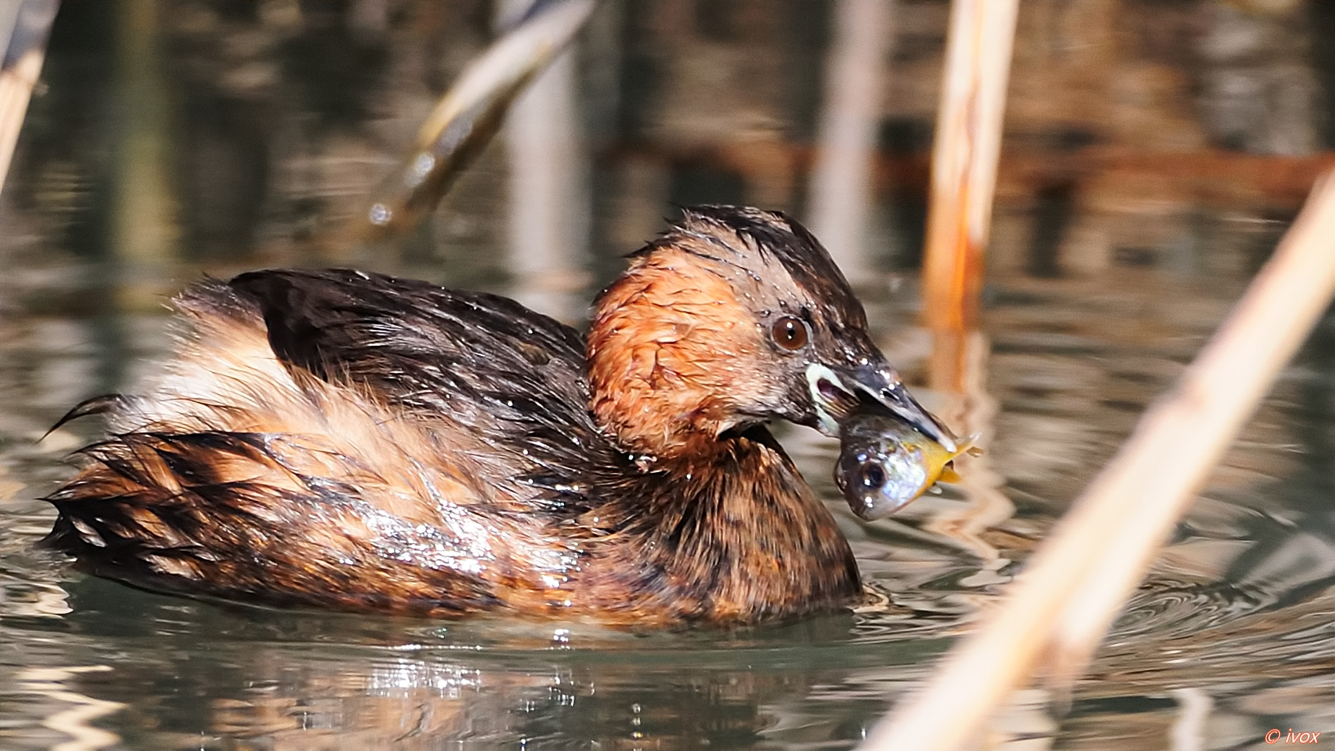 little grebe with prey