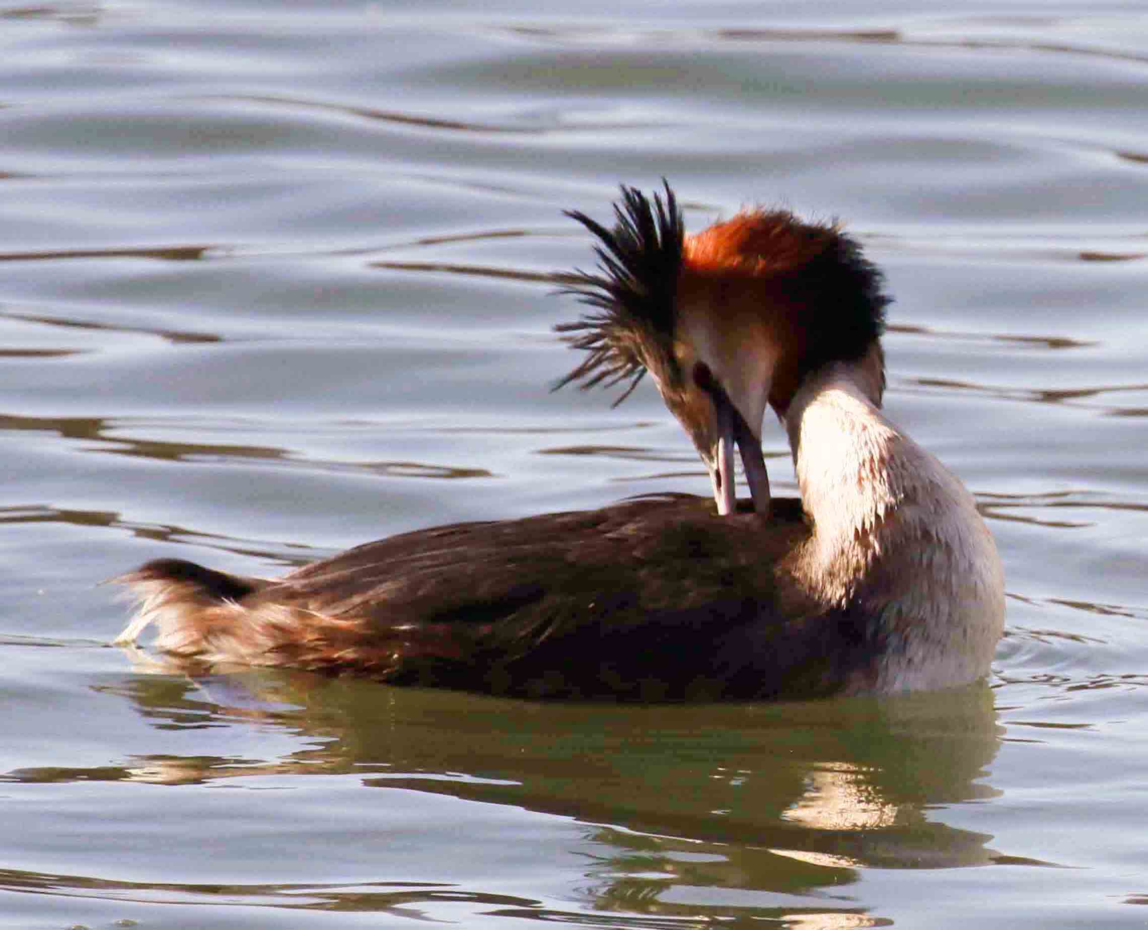 Great Crested Grebe
