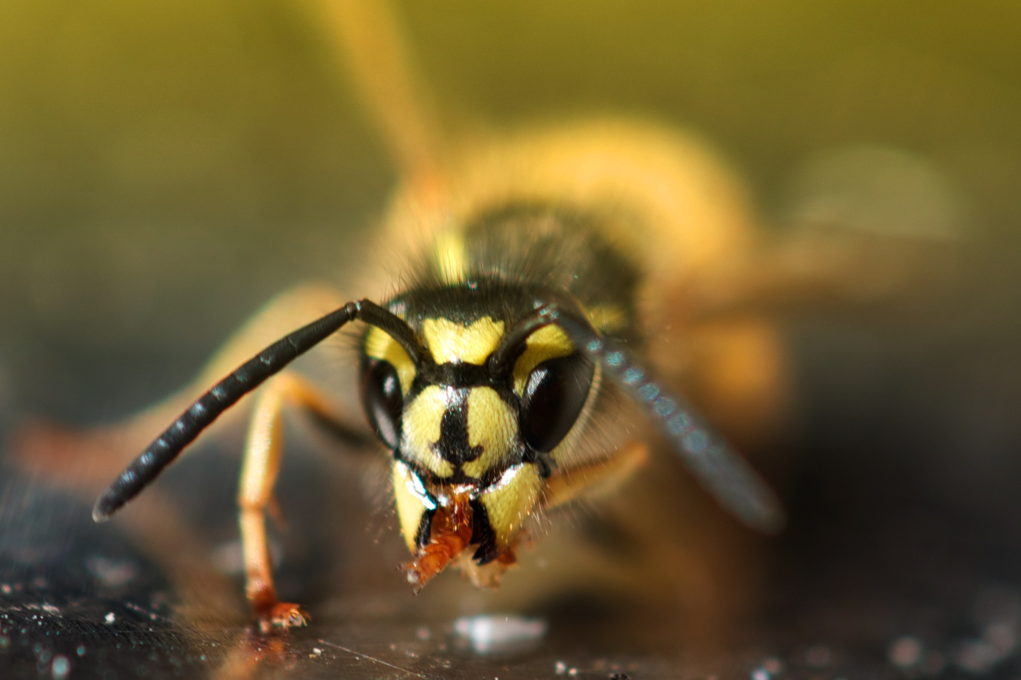 Vespula vulgaris