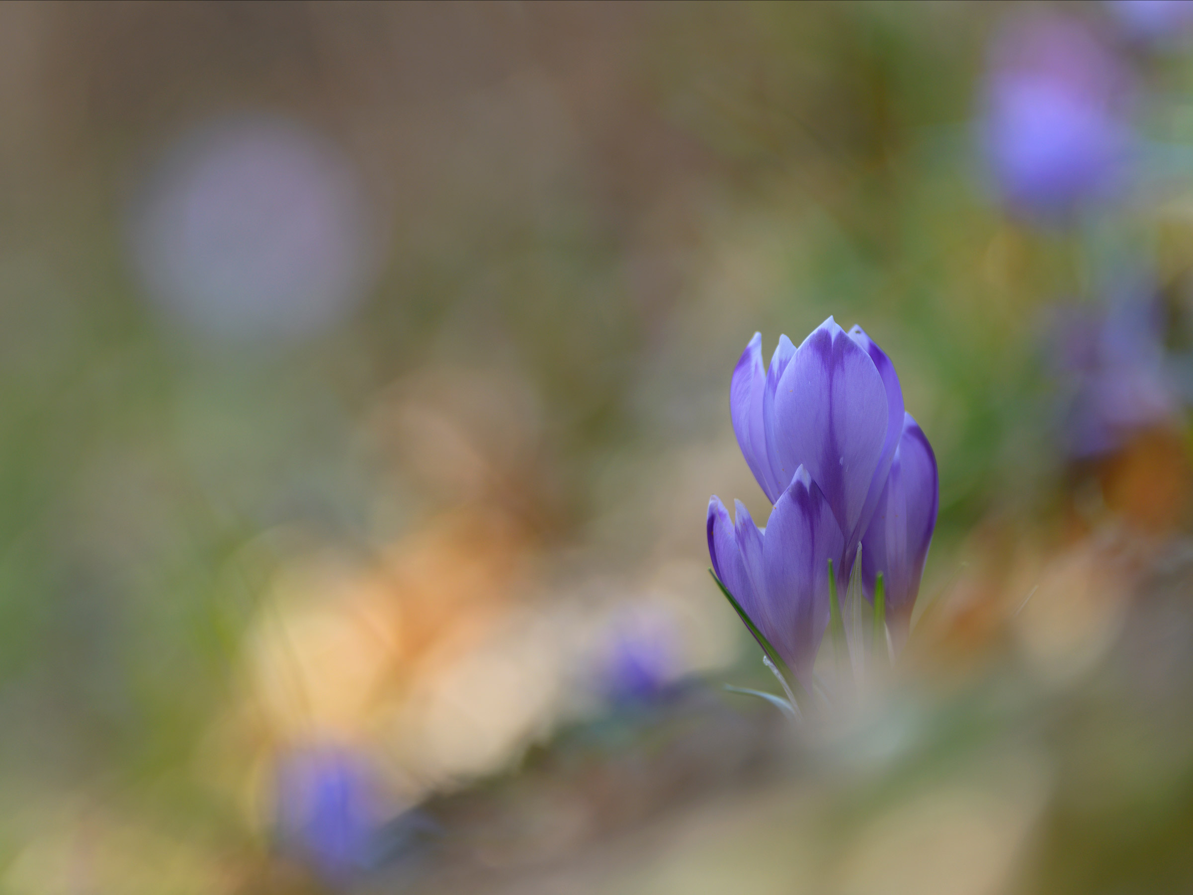 I colori del sottobosco.
