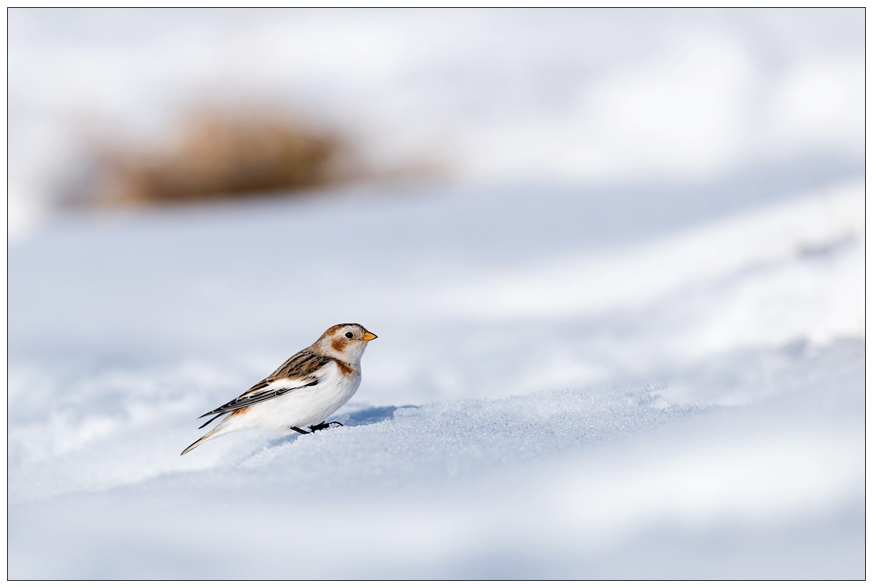 2017.02.16-Zigolo-delle-nevi