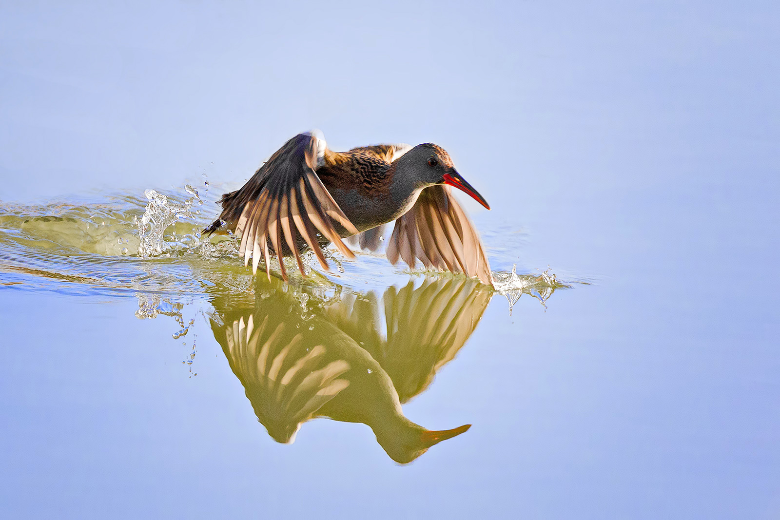 Porciglione in partenza