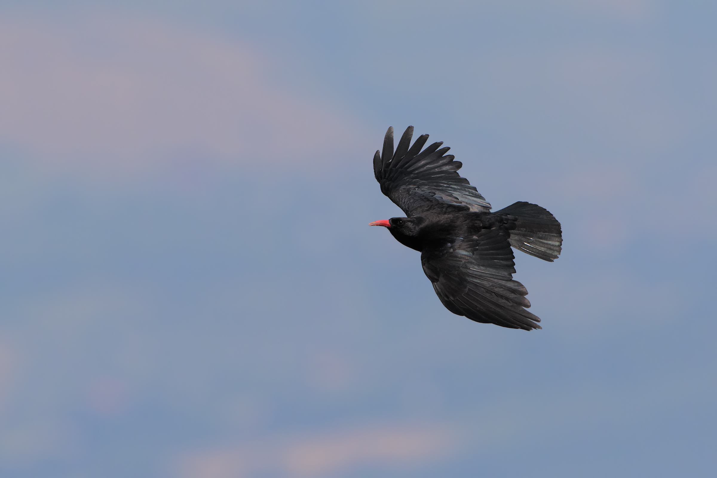 chough