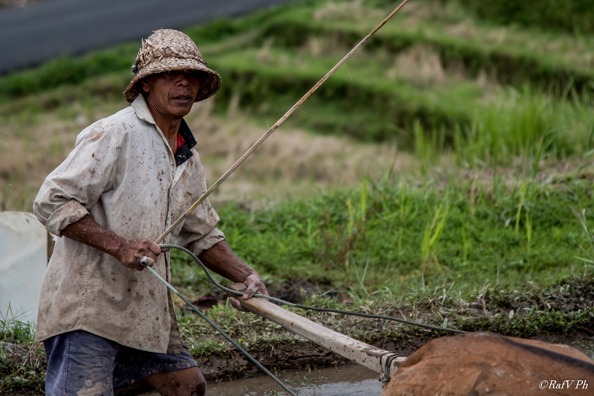 The cultivation of rice