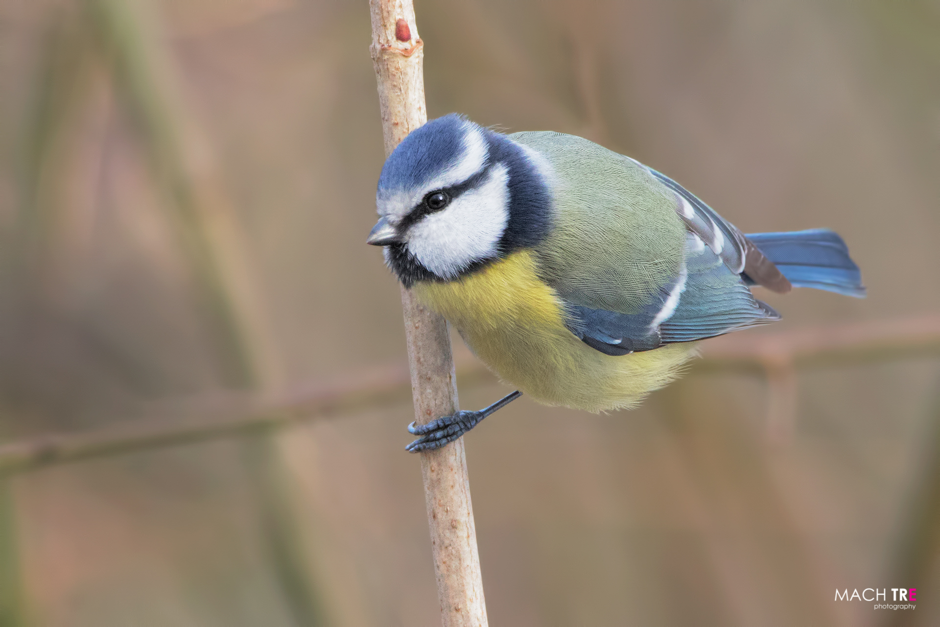 Cinciarella (Cyanistes caeruleus)