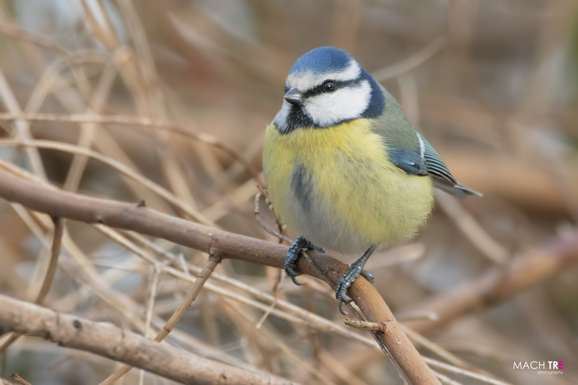 Cinciarella (Cyanistes caeruleus)