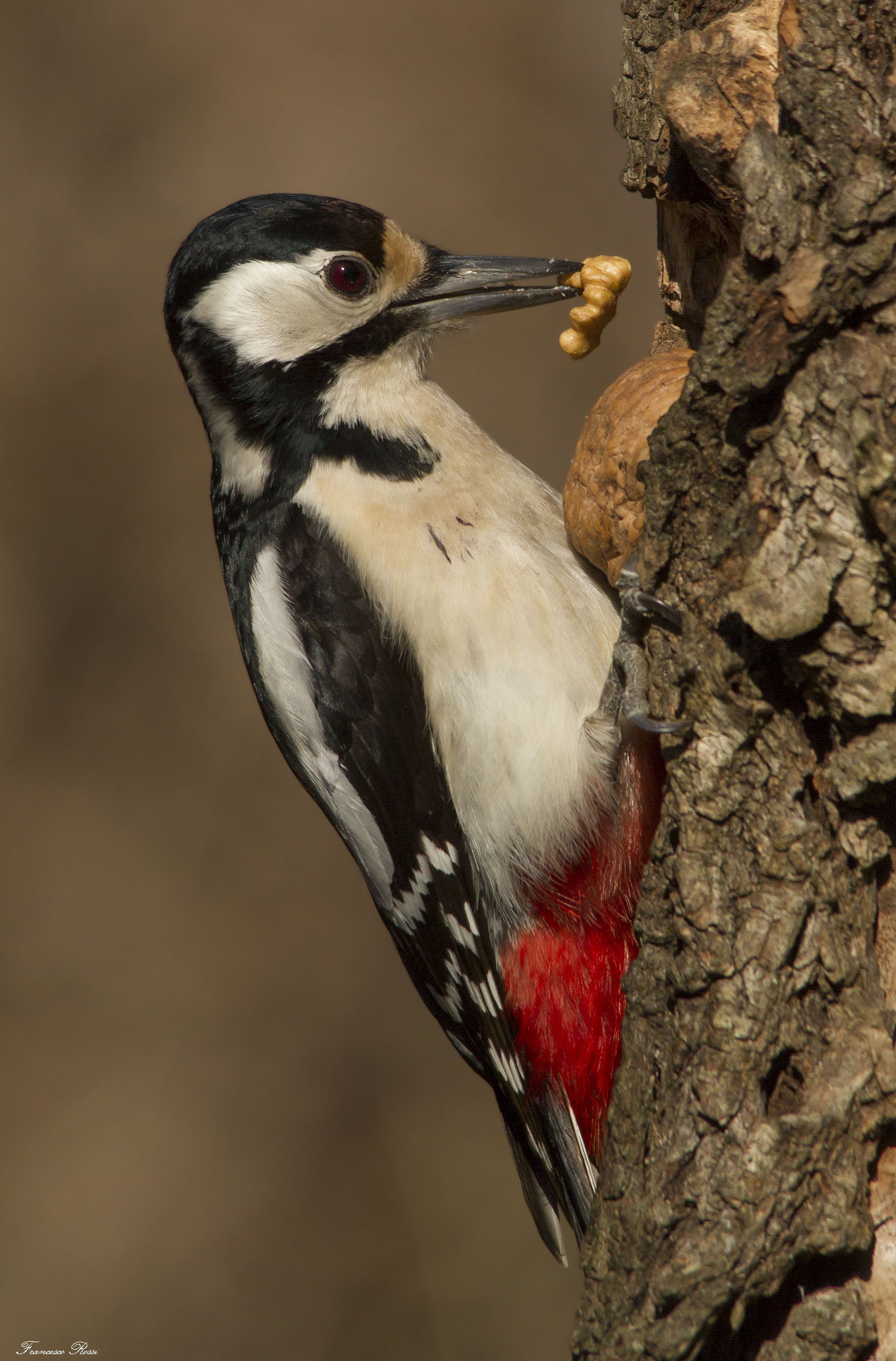 "The Spaccanoci" Woodpecker Red Maggiore "