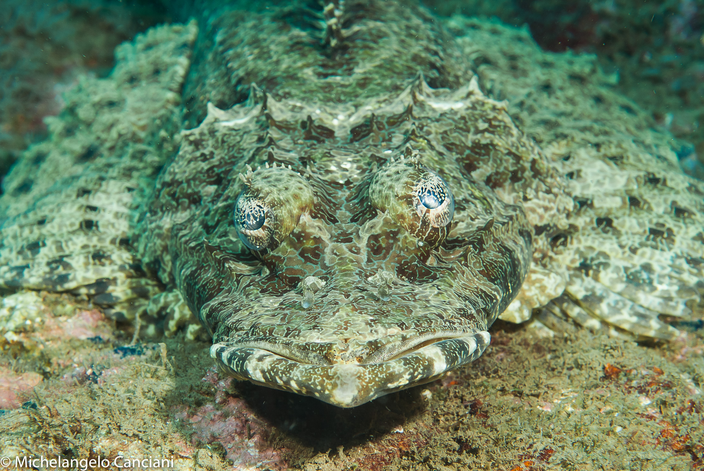 cymbacephalus beuforti