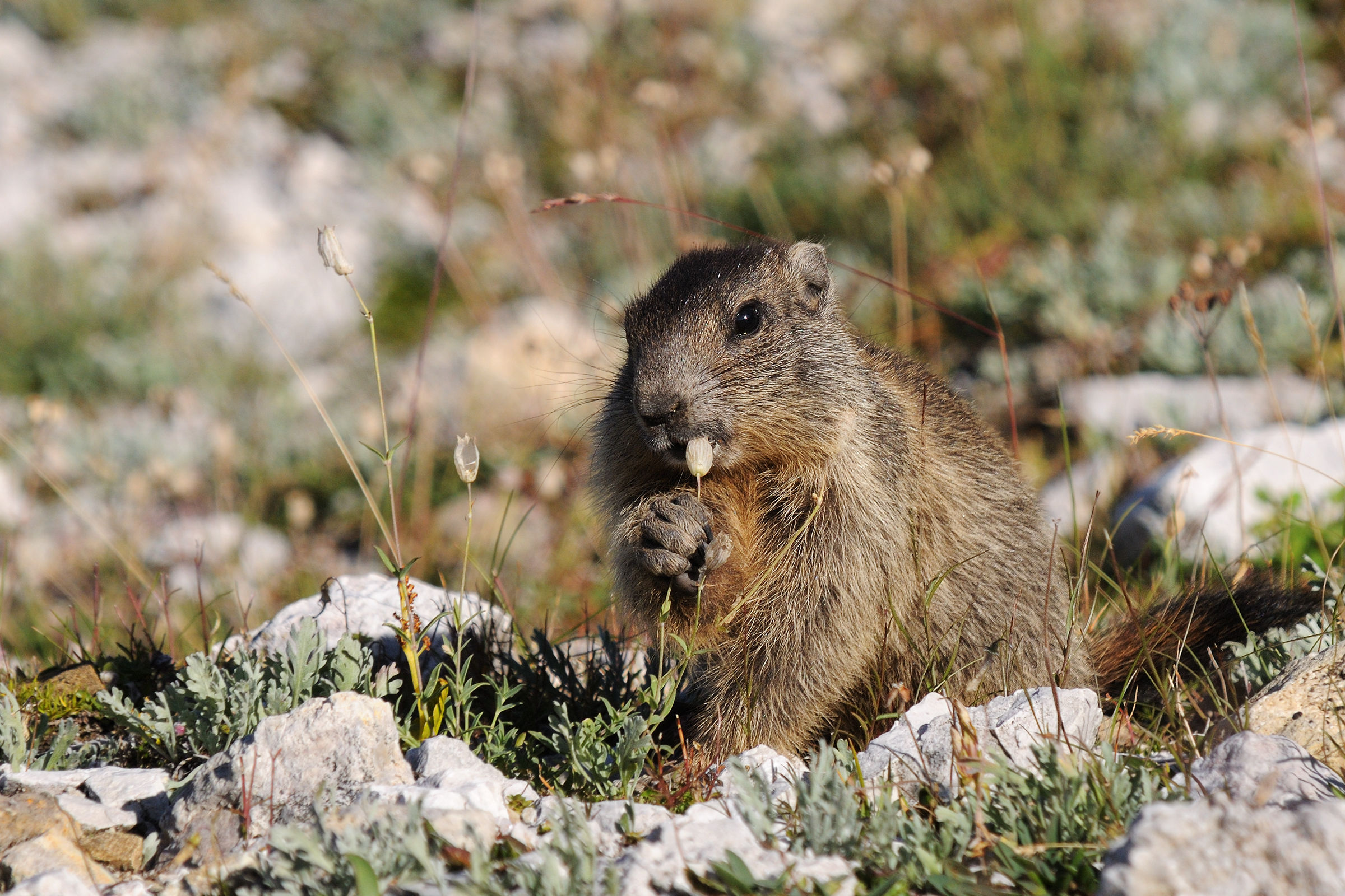 breakfast the young marmot