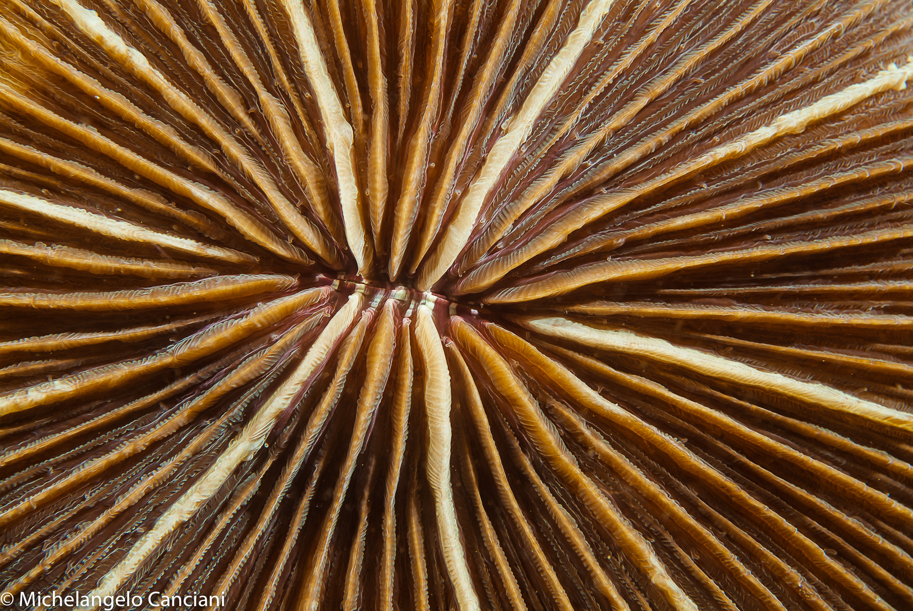 fungia sp. (particolare)