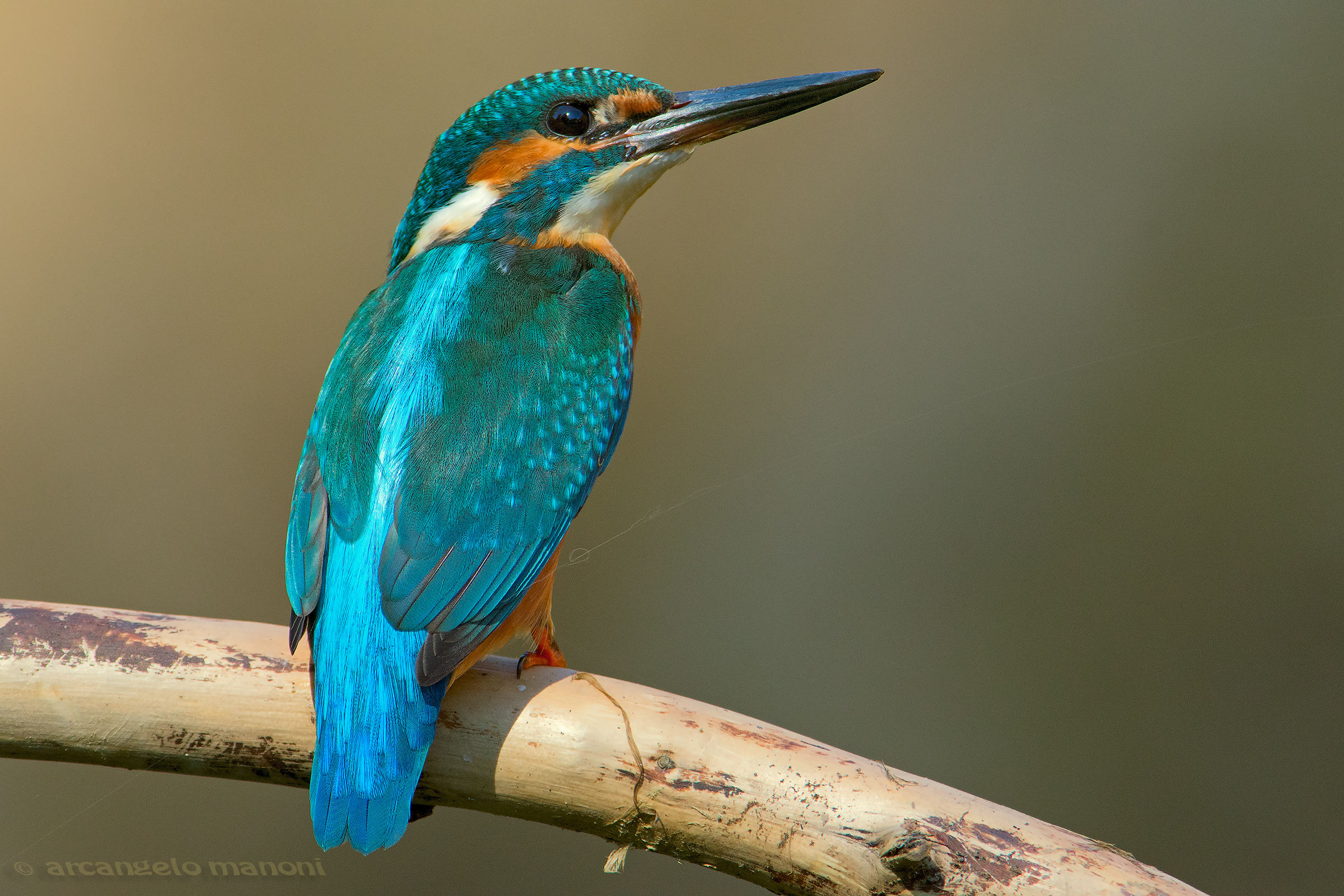 Legato ad un filo di ragnatela