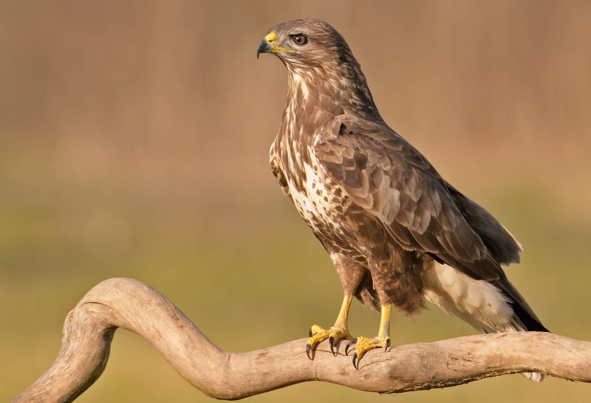 Buteo buteo