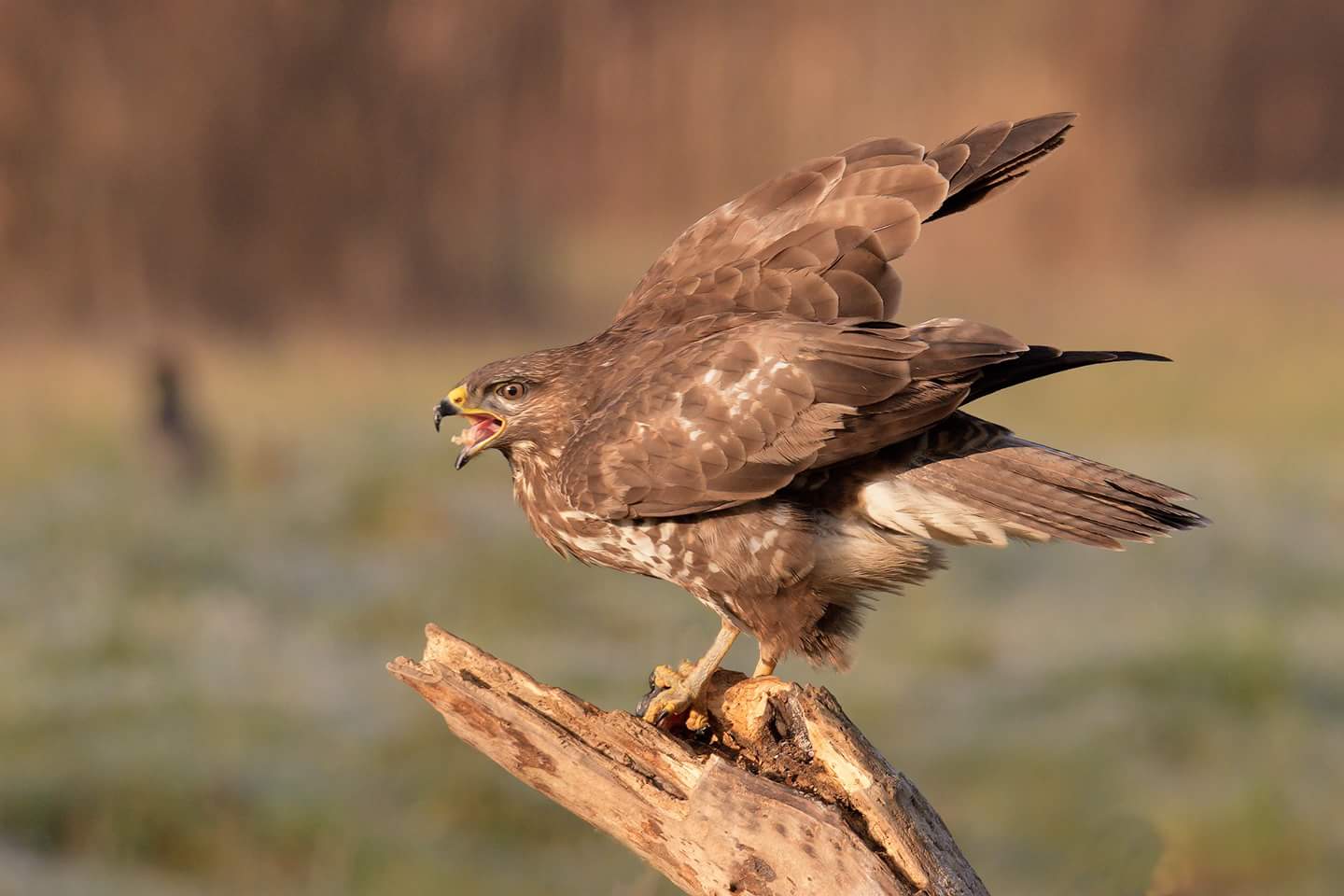 Buteo buteo