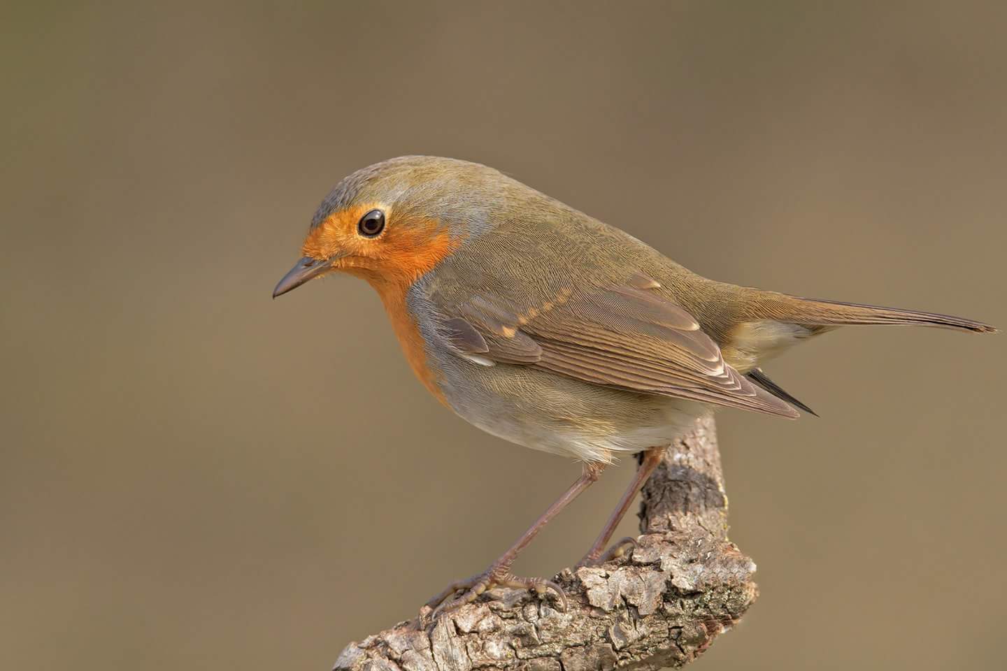 Erithacus rubecula