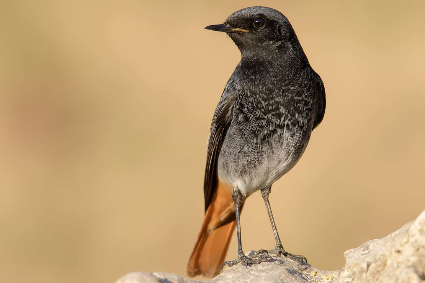 black redstart