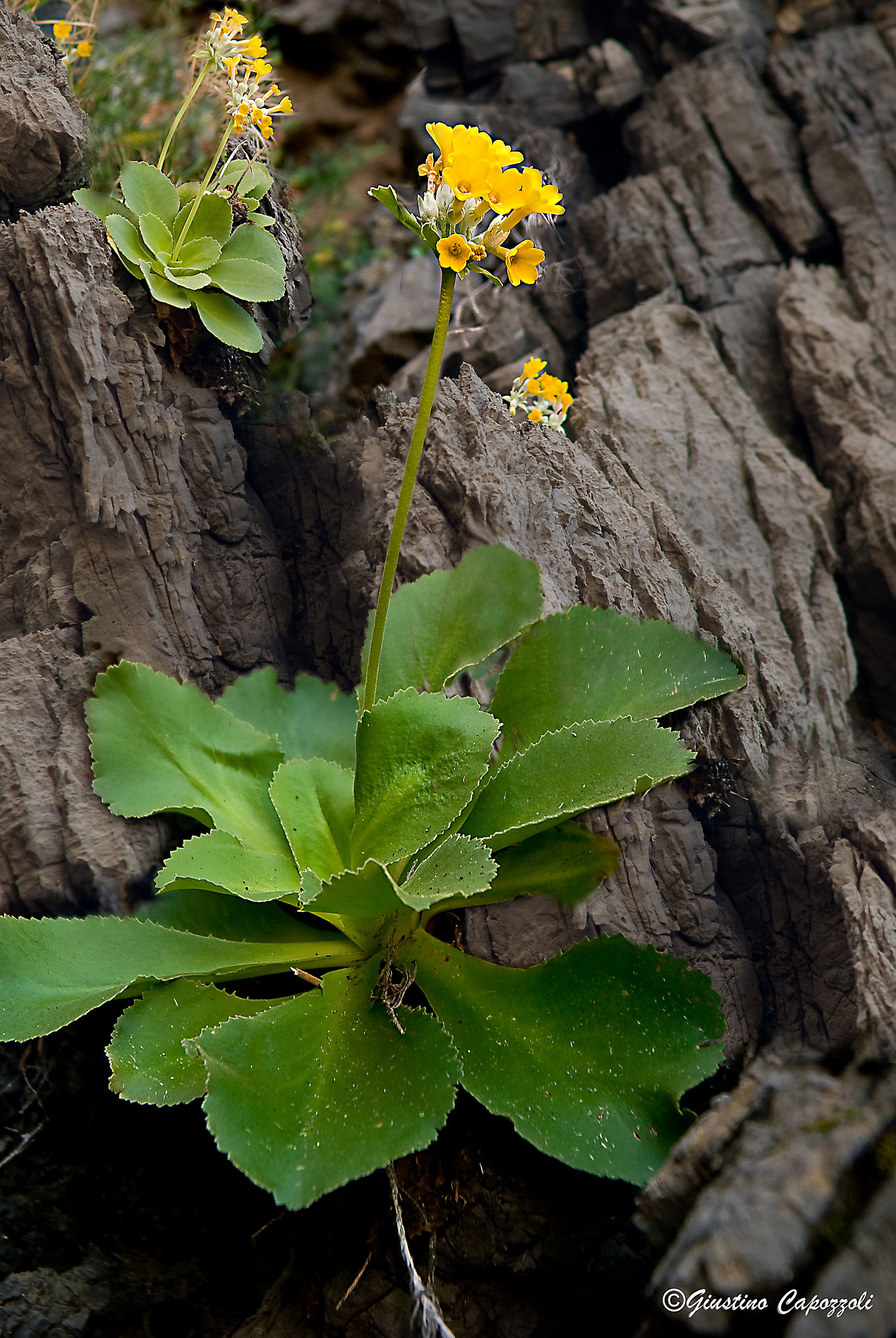 primula di palinuro
