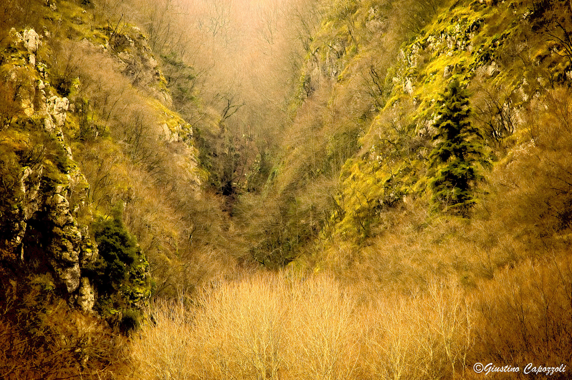 silver fir and gully