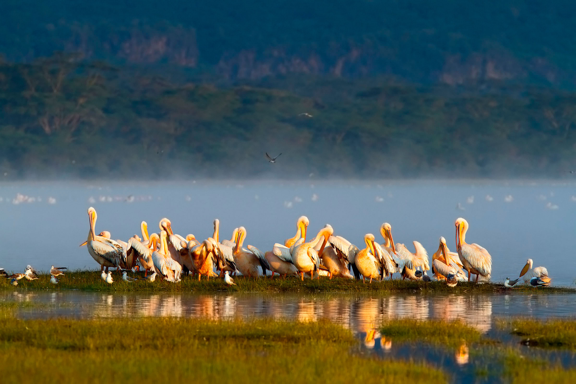 Pelicans in Nakuru