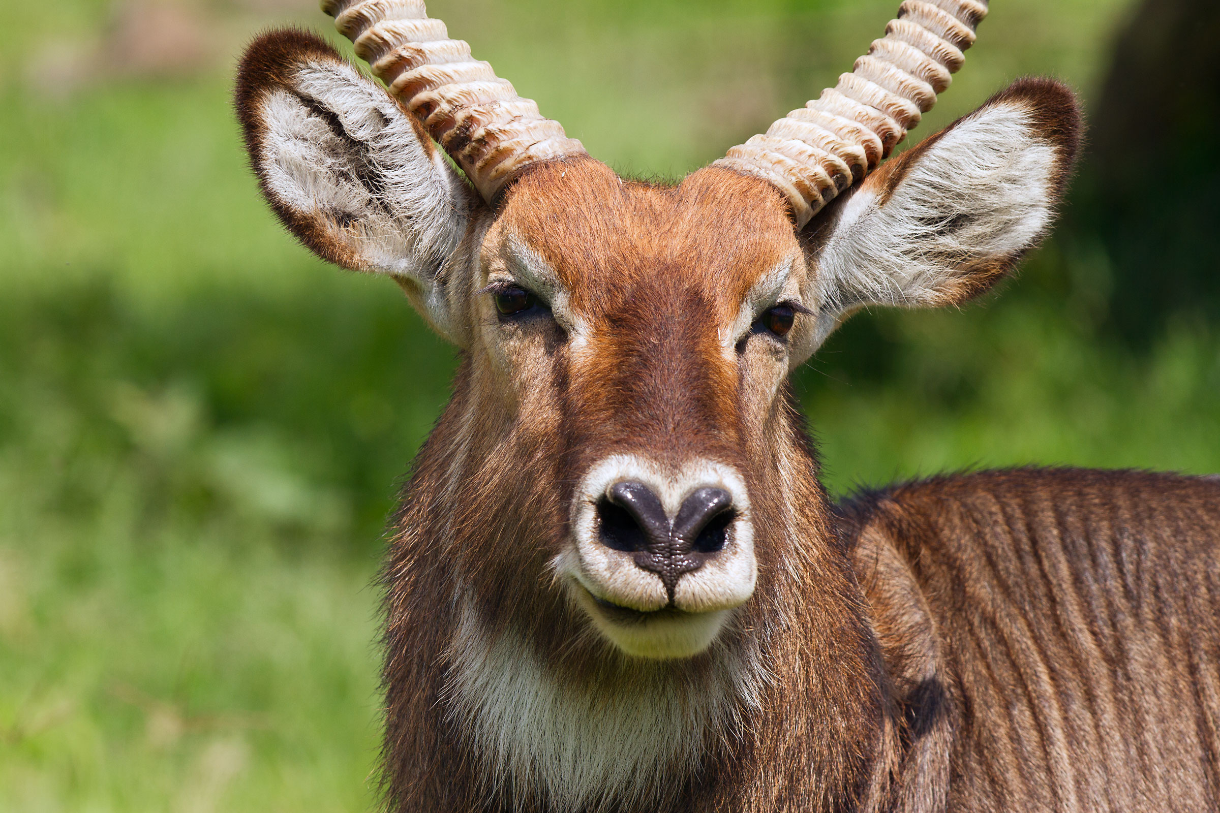 Portrait of waterbuck