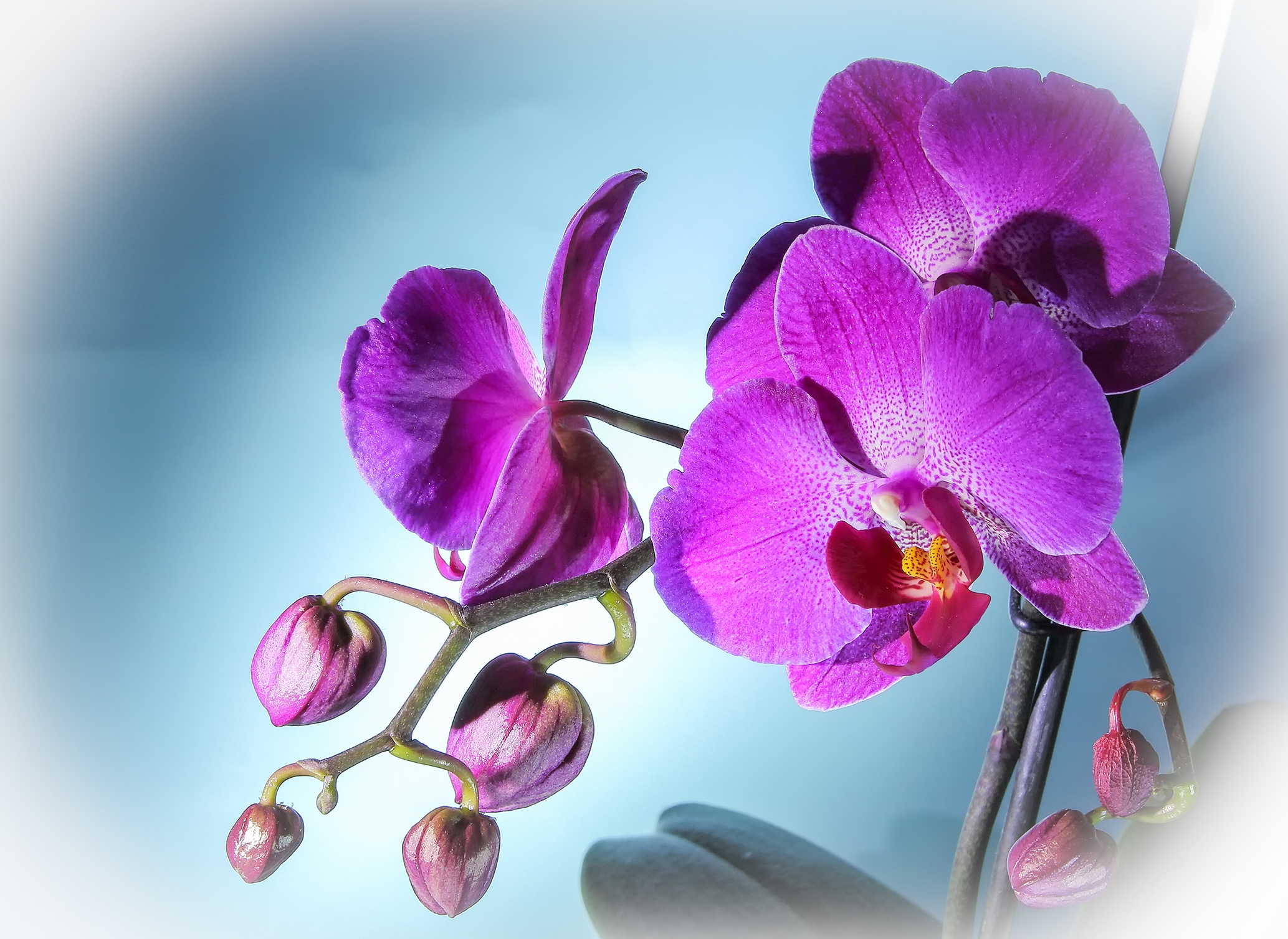 Orchid in bloom