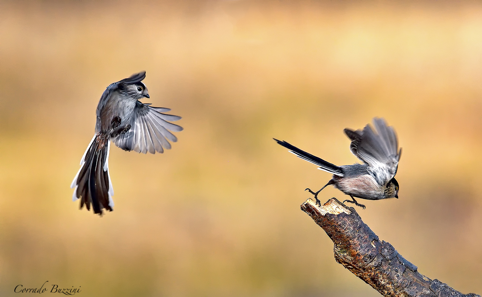 long-tailed tits