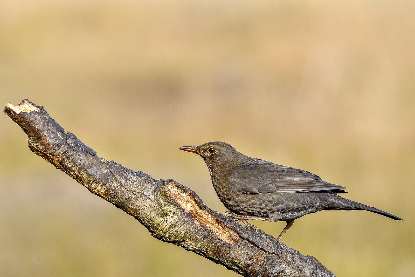 female blackbird