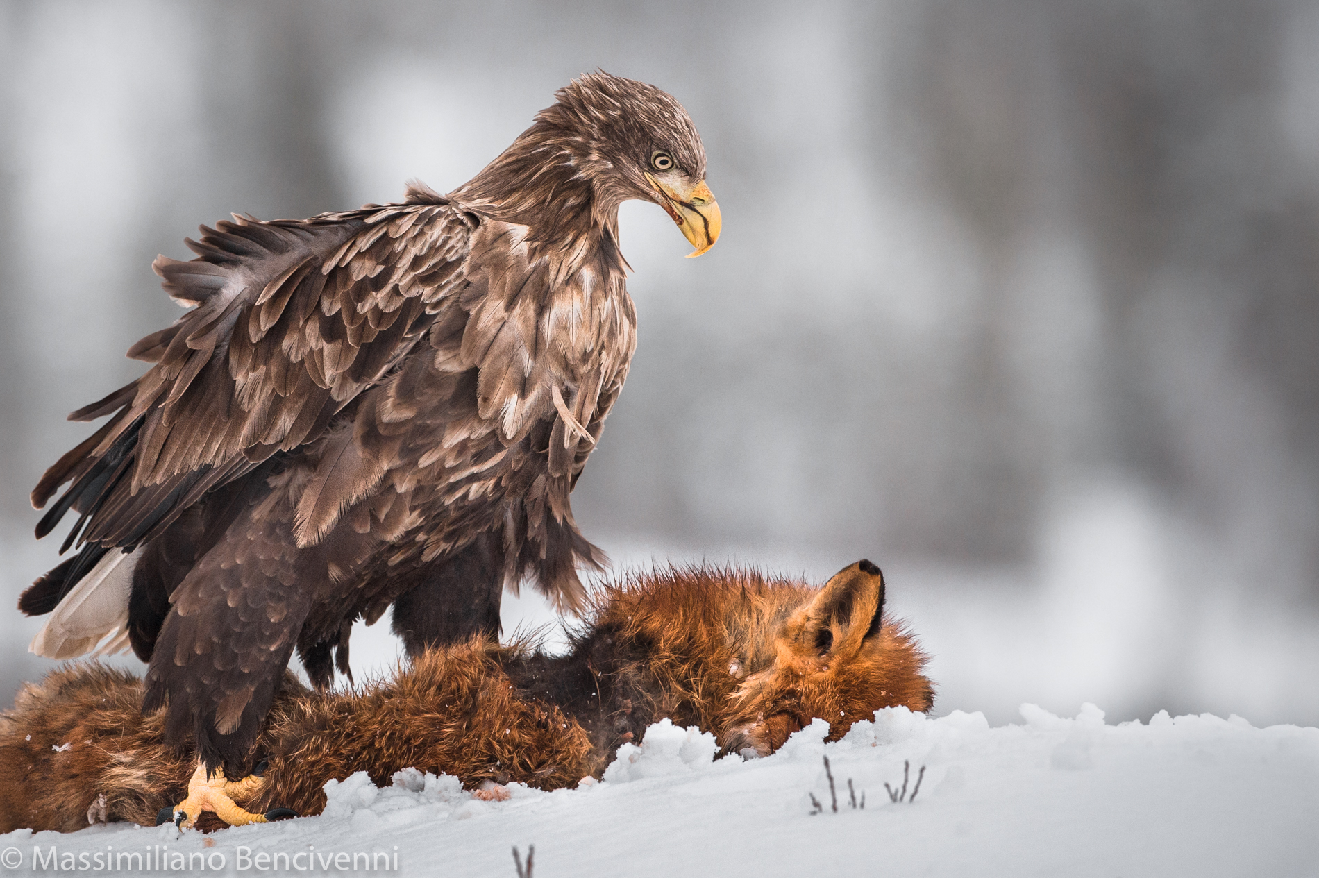 Eagle and Fox