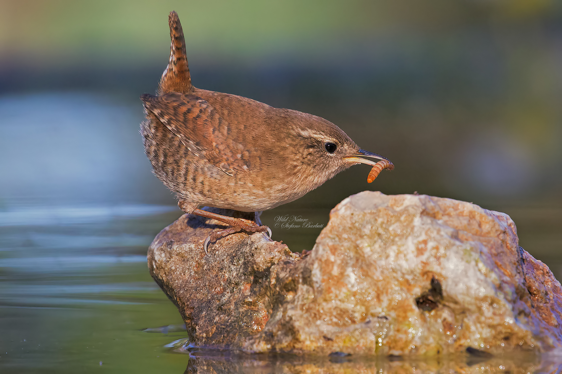Scricciolo in caccia