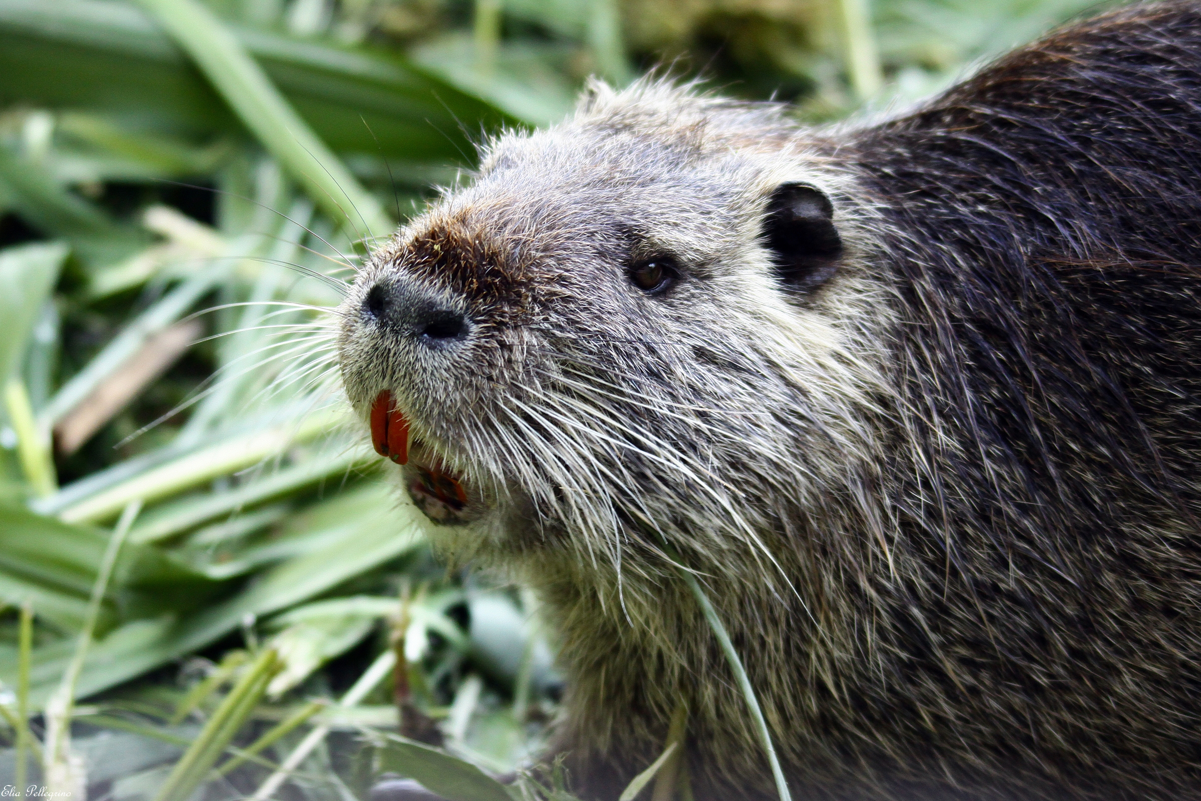 nutria curiosa