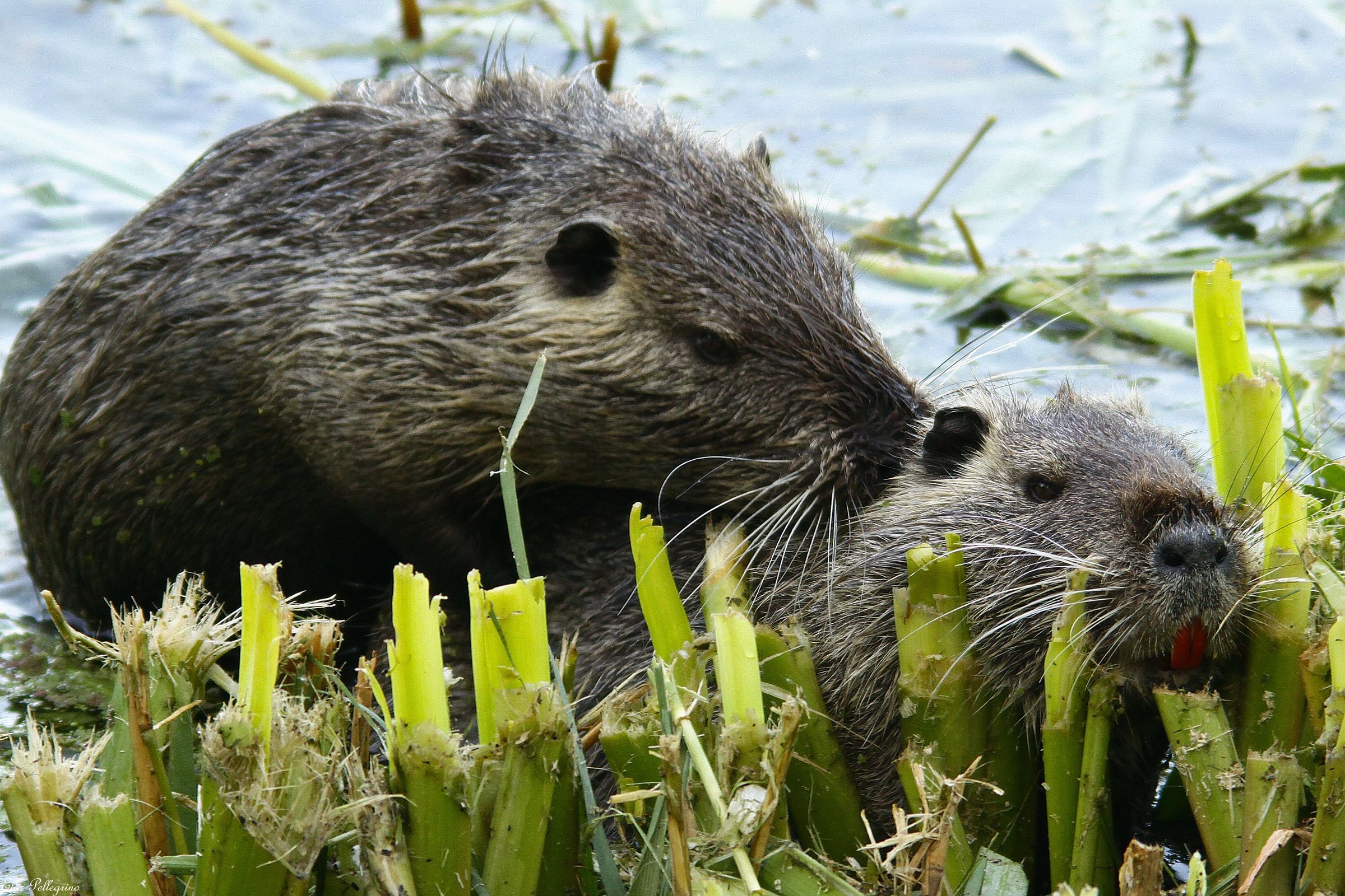 nutria in accoppiamento