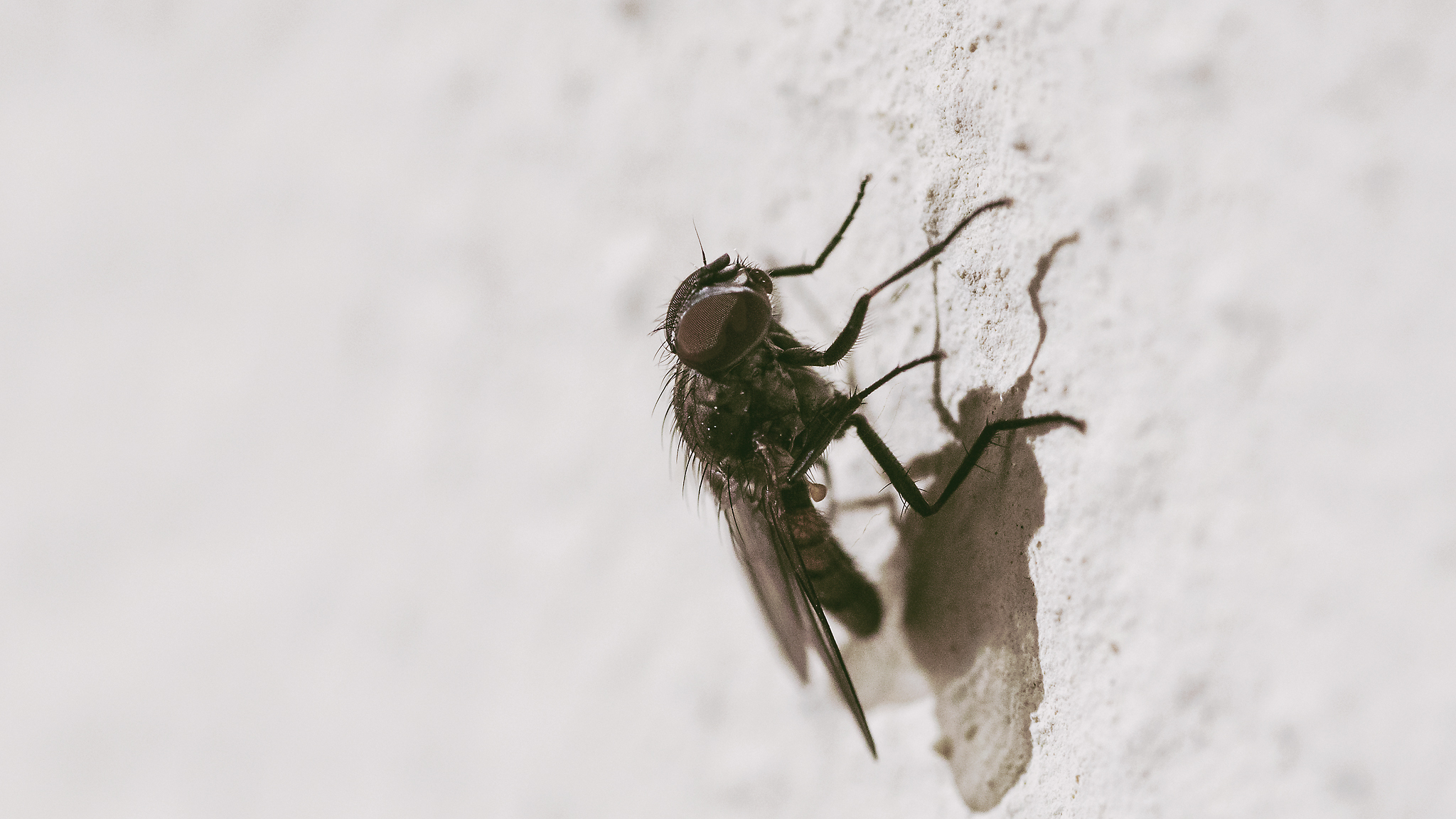 The memory of the film "The Fly" of "84