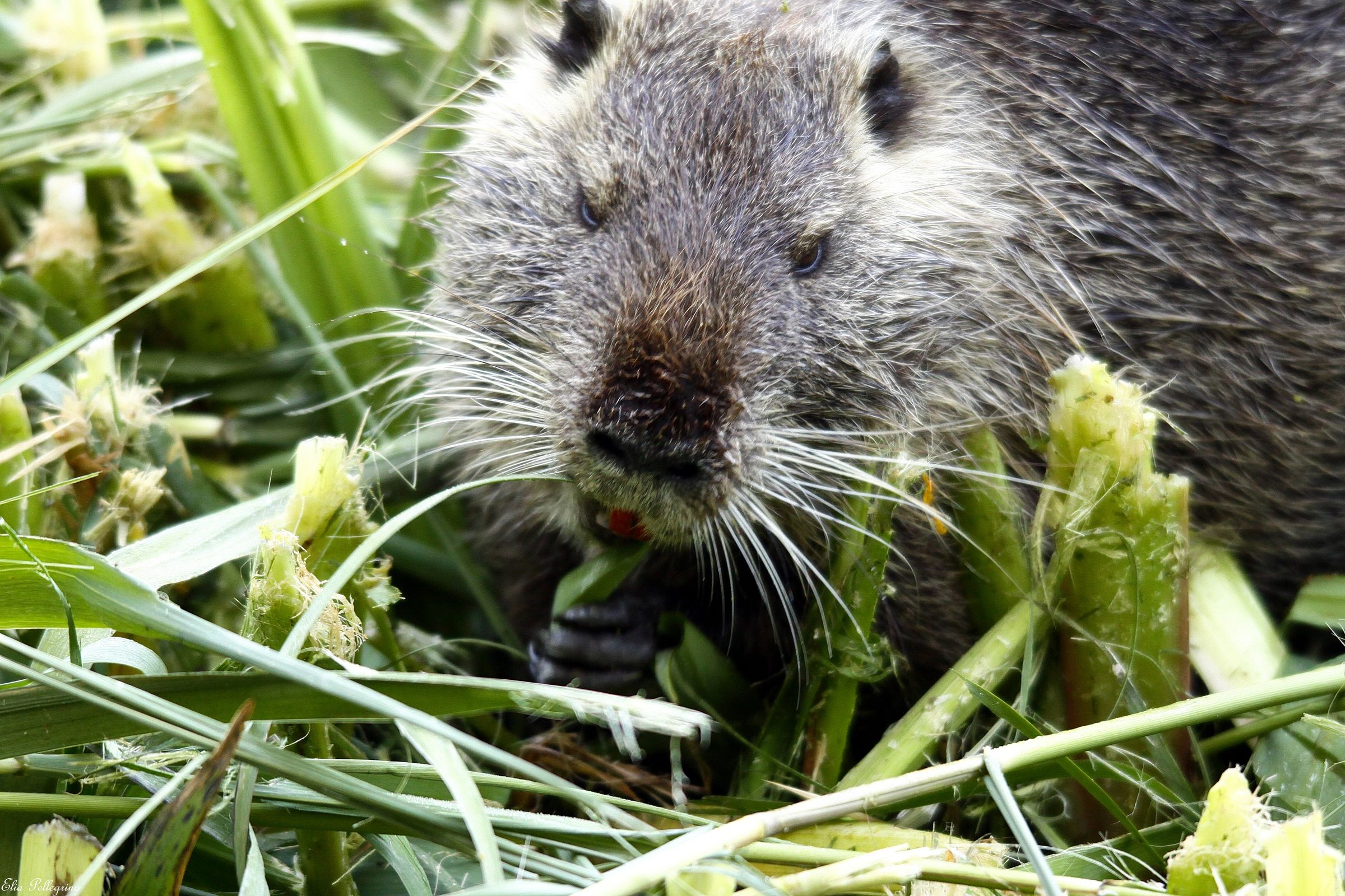 nutria simpatica