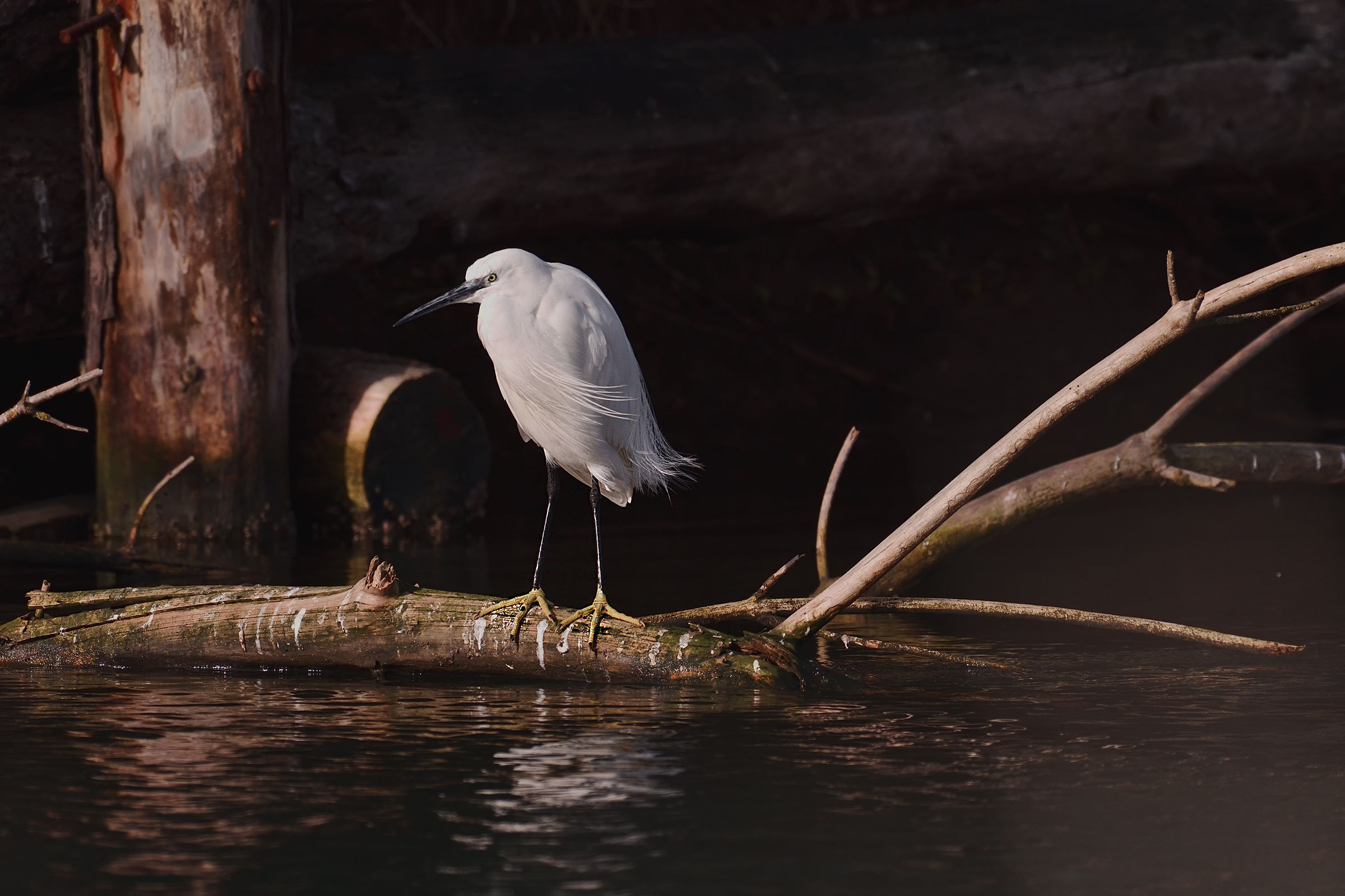 Egret at the first ray of sunshine