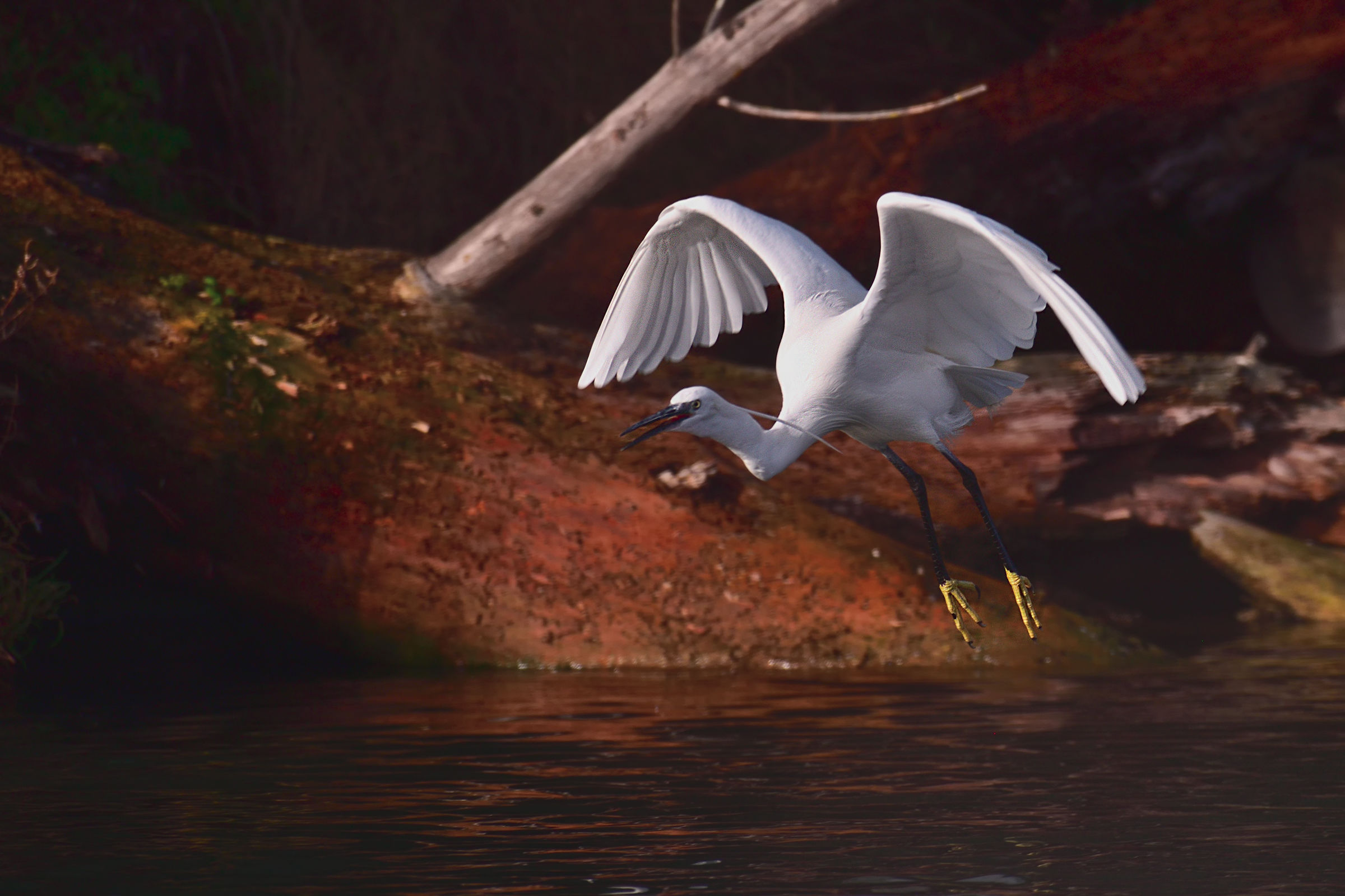The fledging of Egret
