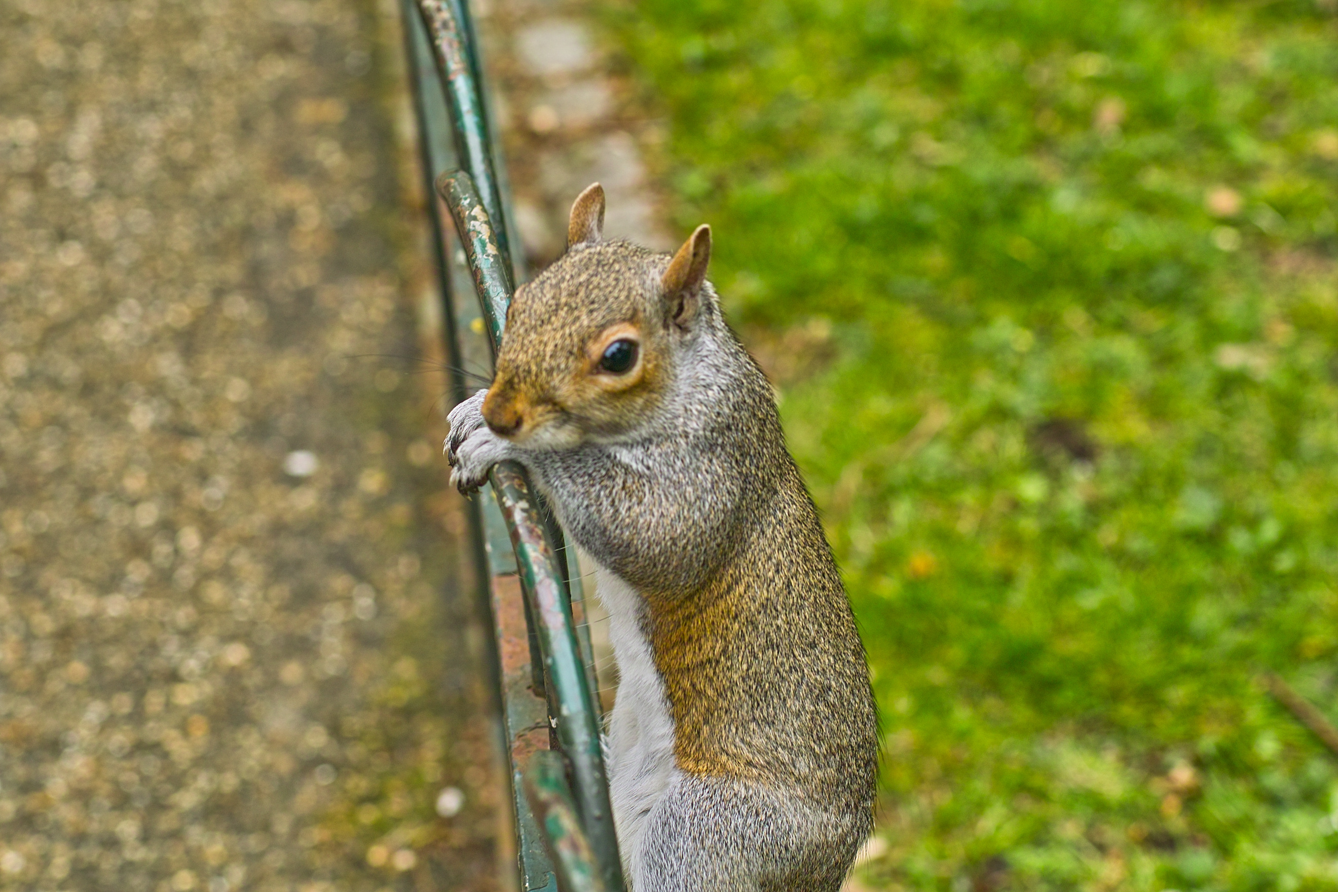 Squirrel in St. James Park (London)