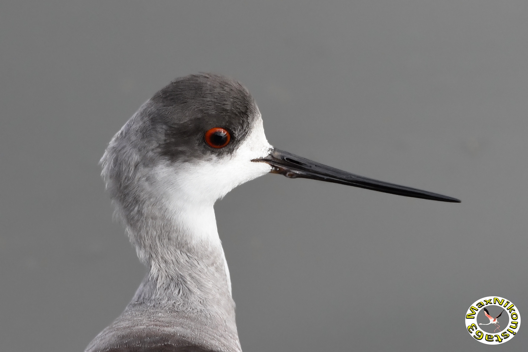 Knight of Italy close up